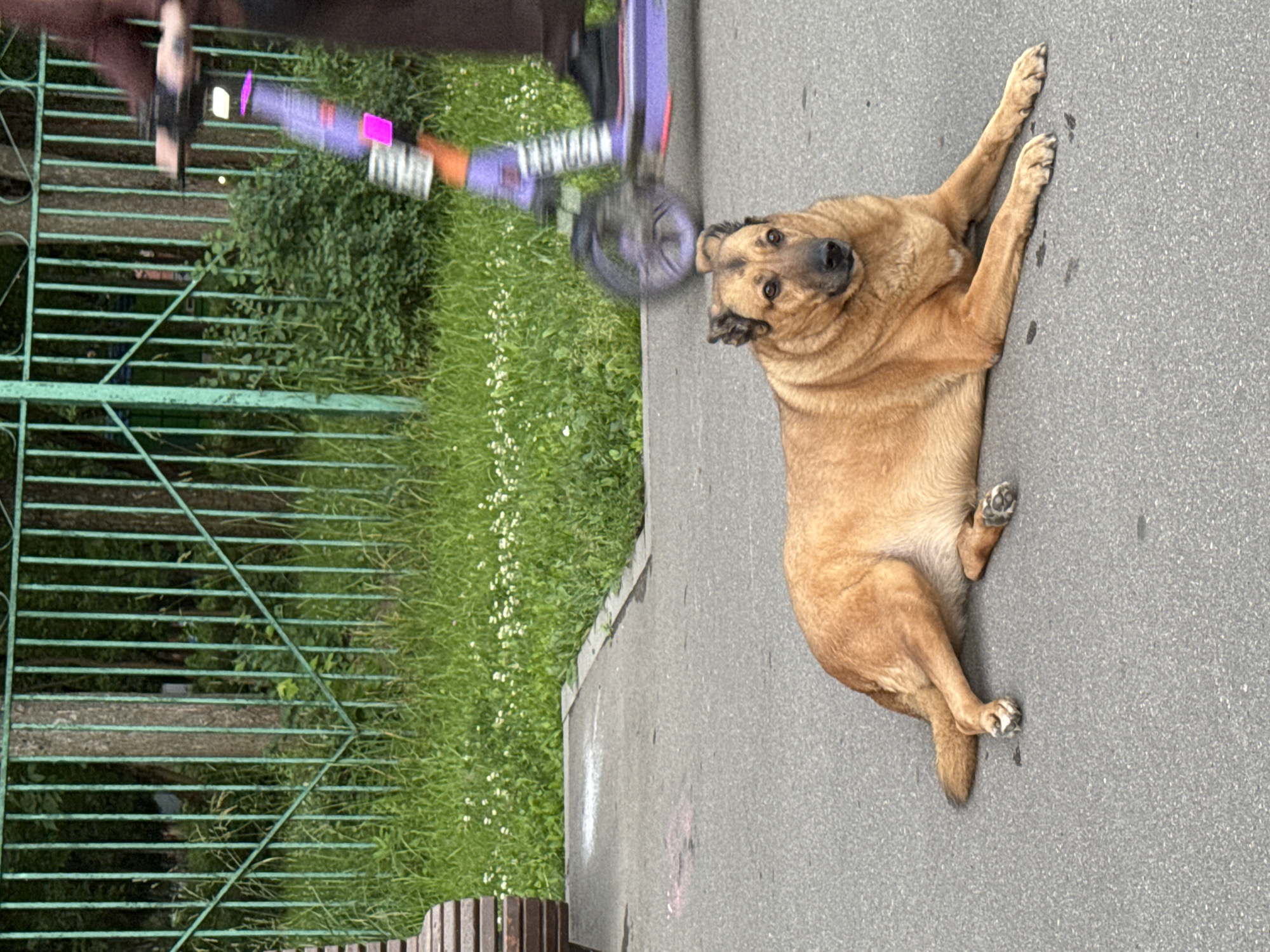 A medium-sized dog with tan fur is lying on its side on an asphalt path. The dog is looking towards the camera with its head turned. Its paws are extended. Behind the dog, a bright green metal fence runs horizontally, separating a grassy area with scattered white flowers from the path. Part of a person's hand and arm are visible at the top left, holding onto a blurred object that appears to be a scooter with purple and orange accents. The scooter is also blurred, indicating movement. The scene suggests an outdoor setting, possibly a park or public area. The lighting suggests it is daytime, and the presence of lush green grass implies fair weather. There is no visible text in the image. The dog's relaxed posture might indicate it is comfortable or resting. The overall scene is casual and everyday.
