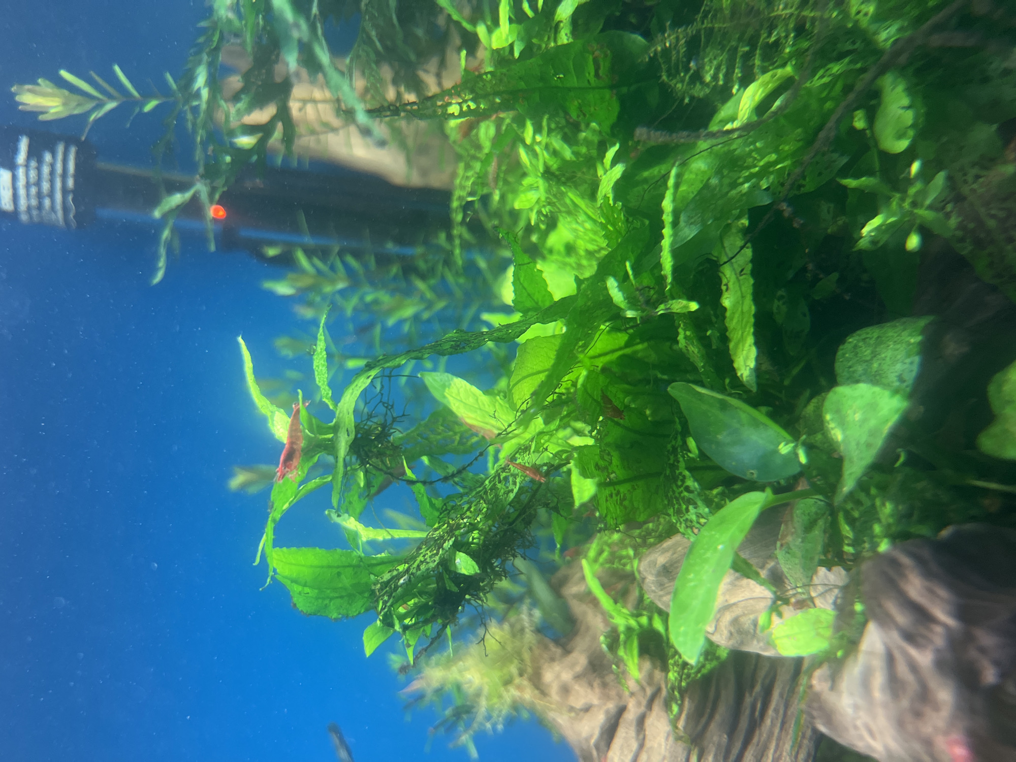 An aquarium scene features lush green aquatic plants. Several small red shrimp are visible among the foliage. A black aquarium heater is partially submerged in the blue water in the background. Part of a wood decoration is on the left side of the frame.