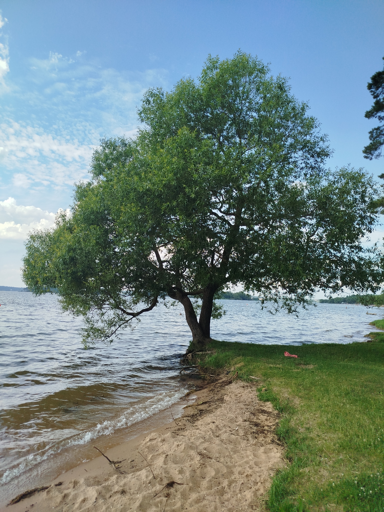 A large, green-leafed tree stands on the sandy shore of a lake. The tree's branches extend over the water. The lake's surface is rippled, with a clear blue sky and scattered white clouds above. A narrow strip of sandy beach is visible, with green grass bordering the area. A small, pink object is on the grass. The background shows a distant shoreline with trees and some structures.