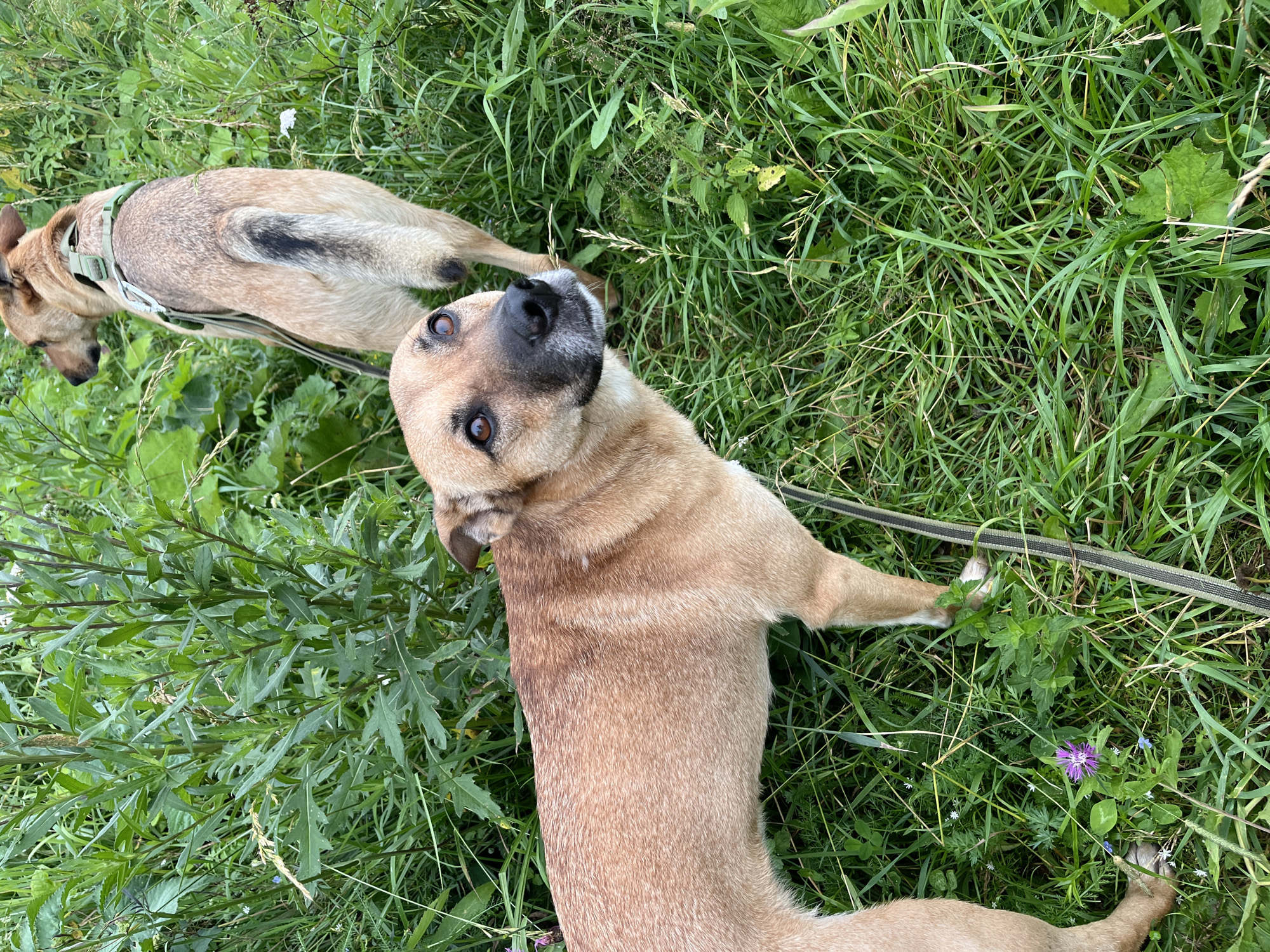 Two tan-colored dogs are in a grassy area with tall green plants. The dog in the foreground is facing the camera and looking upwards with its mouth slightly open. It has dark brown eyes and a black nose. The dog in the background is facing away from the camera, with its tail raised. It is wearing a green harness. The ground is covered in green grass and various plants, including a small purple flower. The scene appears to be an outdoor setting, possibly a park or a field.