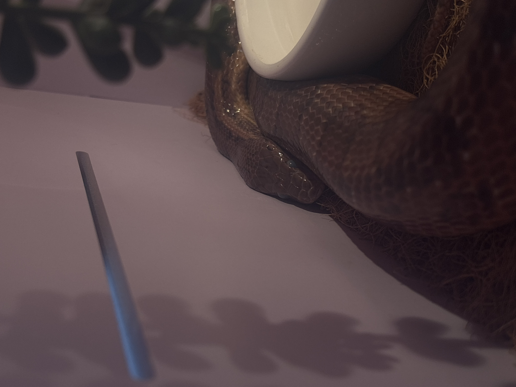 The image captures a close-up of a snake coiled around a white bowl. The snake's scales are clearly visible, showing a pattern of brown and tan. The snake appears to be wet, with droplets of water visible on its body. In the background, out-of-focus green foliage suggests an indoor setting, possibly a terrarium or a room with plants. A long, thin, gray object, possibly a tool or a piece of equipment, is positioned diagonally in the lower left quadrant of the frame, casting a faint shadow. The lighting is dim, creating a moody atmosphere. Shadows of indistinct objects are cast on the light-colored surface beneath the snake and the bowl, adding to the overall sense of depth and mystery. No people are visible, and the focus is entirely on the snake and its immediate surroundings. The context provided, Saint Petersburg, Russia, does not offer specific visual cues within the image itself.