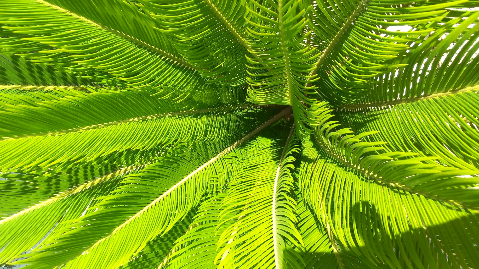 The image is a top-down view of the fronds of a sago palm. The fronds are a vibrant green and are arranged in a circular pattern. Sunlight filters through the fronds, creating shadows and highlighting the intricate details of the leaves. The background is indistinct, suggesting the palm is outdoors, possibly in a garden or park setting. There are no people or man-made objects visible in the frame, focusing the attention entirely on the natural subject. The location is provided as Agios Nektarios, Greece, but there are no visual cues in the image to confirm this specific location.