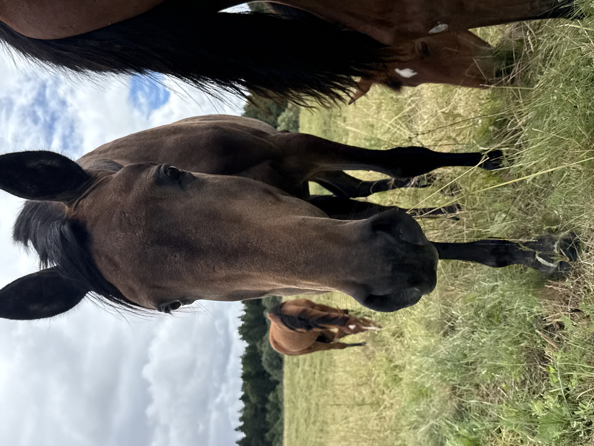 A close-up, eye-level shot captures the head and part of the body of a dark brown horse in the foreground. The horse's face is angled slightly to the left, with its dark mane falling over its ears. Its eyes are dark, and its nostrils are prominent. Behind this horse, further into the grassy field, are two other horses, one a lighter brown and the other also dark brown, grazing. The field is covered in tall, green and dry grass, with a line of trees visible in the background, suggesting a rural or semi-rural setting. The sky above is overcast with white clouds. This scene is located in the vicinity of Galinė, Lithuania.