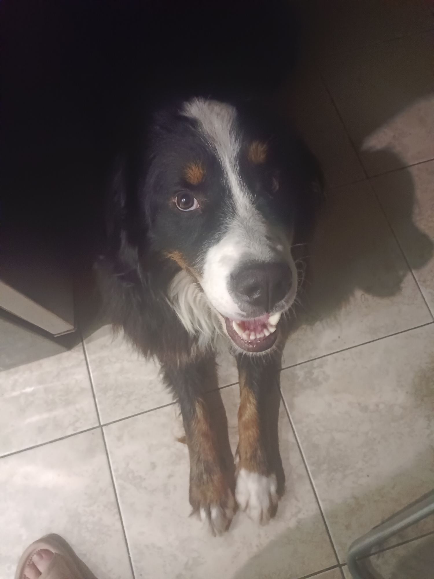 The image shows a Bernese Mountain Dog with its head tilted upwards, panting with its mouth open and tongue visible. The dog has a white blaze on its forehead, brown markings above its eyes, and black fur. It is sitting on a tiled floor, likely indoors, with a shadow cast on the floor to its right. Part of a person's foot wearing a sandal is visible in the lower left corner of the frame. The lighting is dim, with a bright light source likely above and to the right of the dog. There is no indication of the location being Moscow, Russia.
