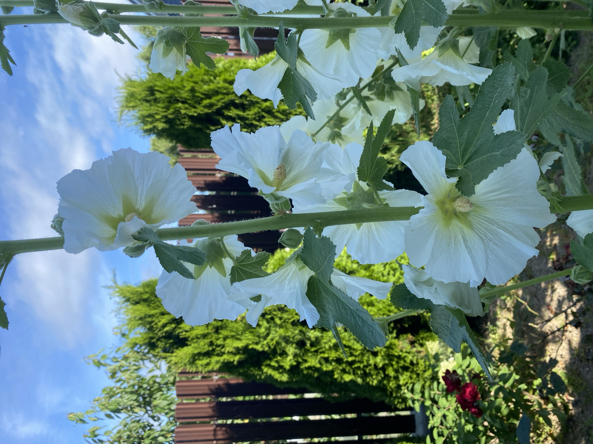A cluster of white hollyhock flowers blooms on tall green stems in a garden. The flowers have delicate, ruffled petals and yellow centers. Their leaves are large, green, and serrated. In the background, a brown wooden fence runs horizontally, separating the garden from lush green trees and bushes. The sky above is a clear blue with scattered white clouds. To the left, a bush with dark red roses is visible. The scene is set in the city of Tret’ya Pad’, Russia, on a sunny day.