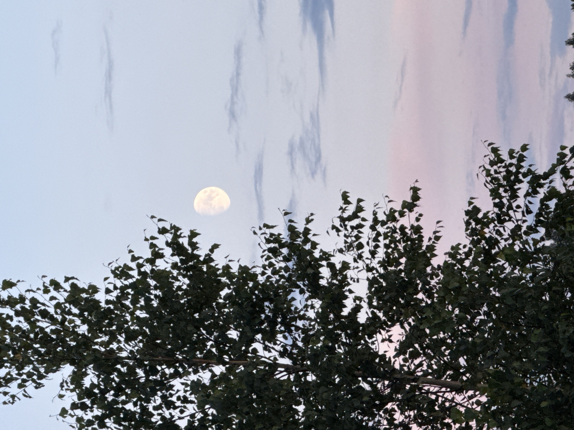 A tall, dark green leafy tree dominates the left side of the frame, its branches reaching towards the top. In the upper right quadrant of the image, a pale yellow, crescent-shaped moon is visible against a light blue sky. Thin, wispy clouds are scattered across the sky, with hints of pink and pale blue indicating a sunset or sunrise. The lower edge of the image shows the tops of distant, dark green trees, likely a forest or park. There are no people or animals visible in the scene. The overall impression is of a serene natural landscape at twilight. This image was captured in the vicinity of Galinė, Lithuania.