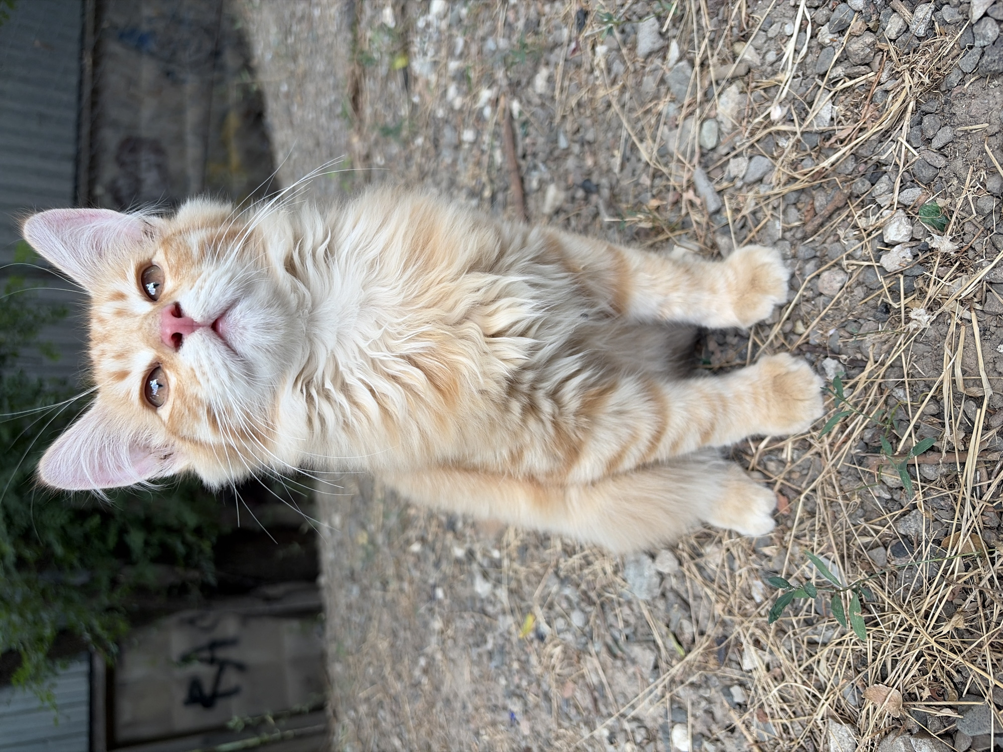 An orange tabby kitten is sitting on a gravelly ground littered with dry grass. The kitten is looking upwards with its ears perked. In the background, there is a dark, weathered metal fence with some graffiti on it, and lush green foliage. The scene appears to be in an outdoor urban setting, possibly in Almaty, Kazakhstan, given the style of the fence and the vegetation.