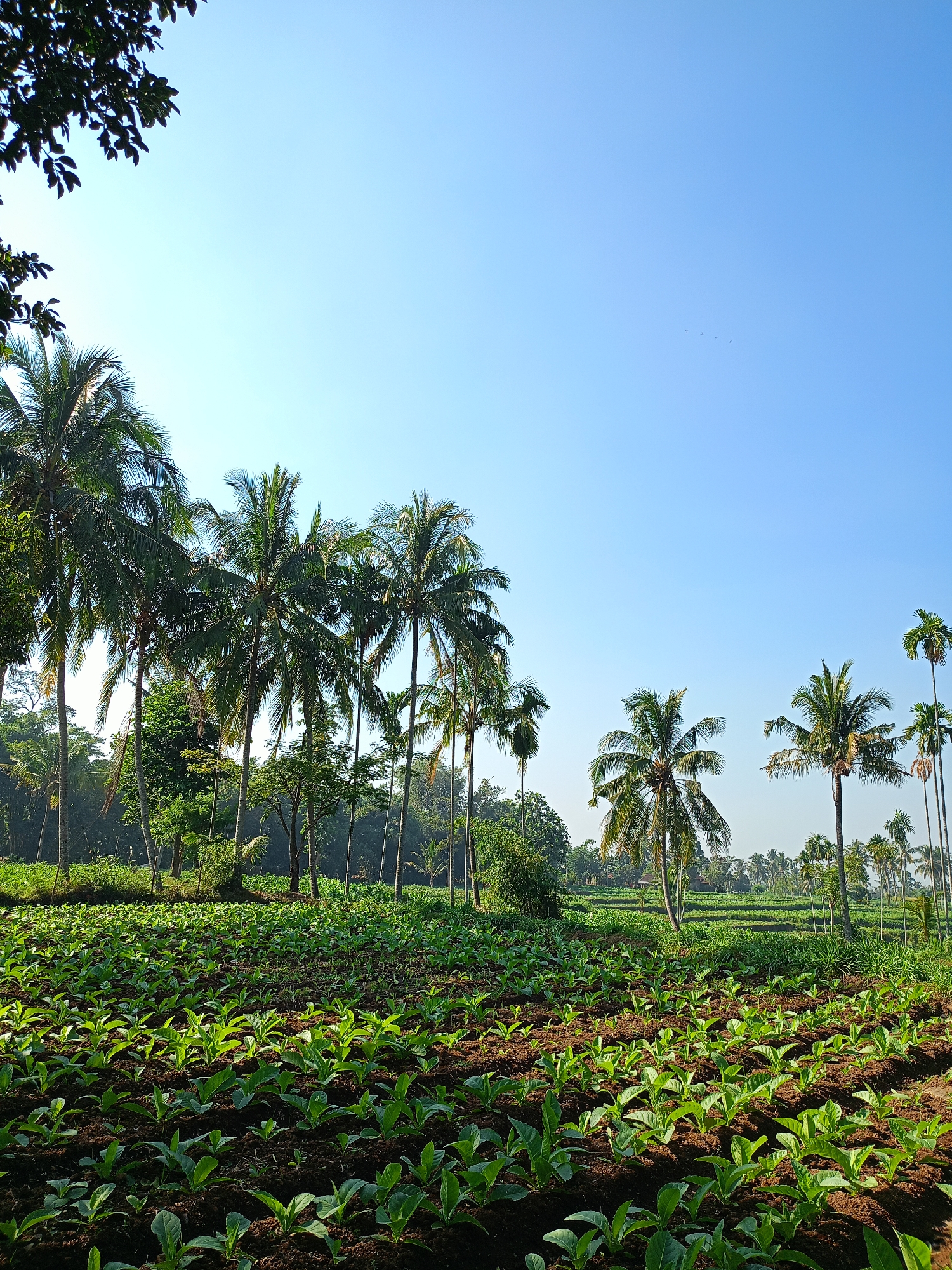 The image depicts a lush agricultural landscape under a clear blue sky. In the foreground, rows of young, vibrant green plants, likely a vegetable crop, are neatly planted in dark soil. Beyond this cultivated field, a line of tall coconut palm trees stands prominently, their fronds reaching towards the sky. Further in the background, more palm trees and dense green vegetation are visible, suggesting a tropical environment. The terrain appears to be gently rolling, with distant hints of terraced fields. The overall scene conveys a sense of natural beauty and agricultural productivity in what is identified as the city of Jelbuk, Indonesia. There are no people or animals visible in the image, and no specific actions or interactions are taking place.