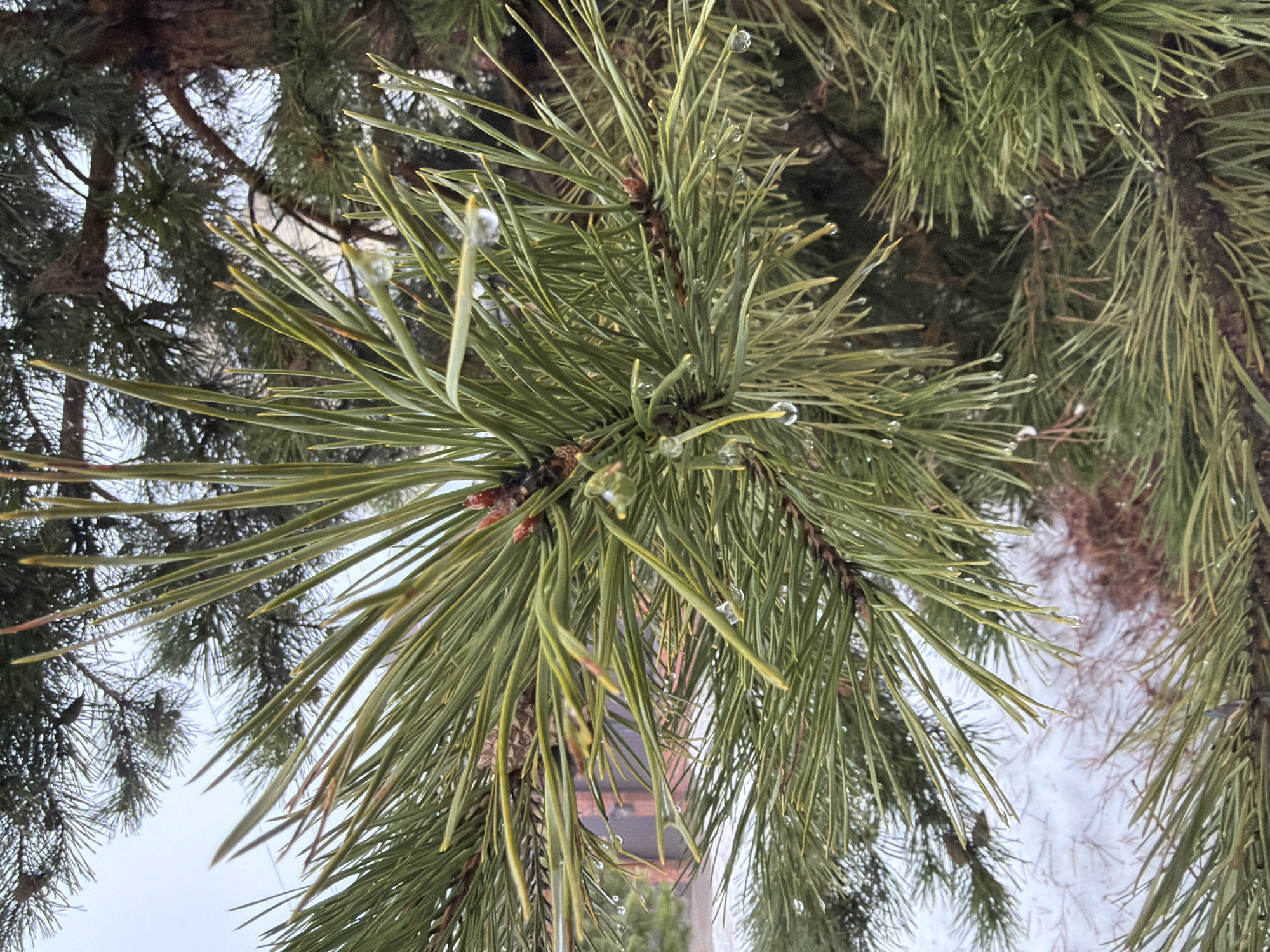 The image shows a close-up view of pine branches, likely from a conifer tree. Water droplets are visible on the needles. The background suggests an outdoor setting, with other branches and possibly snow or light-colored surfaces visible. The city of Chaikovsky, Russia is given as the location.