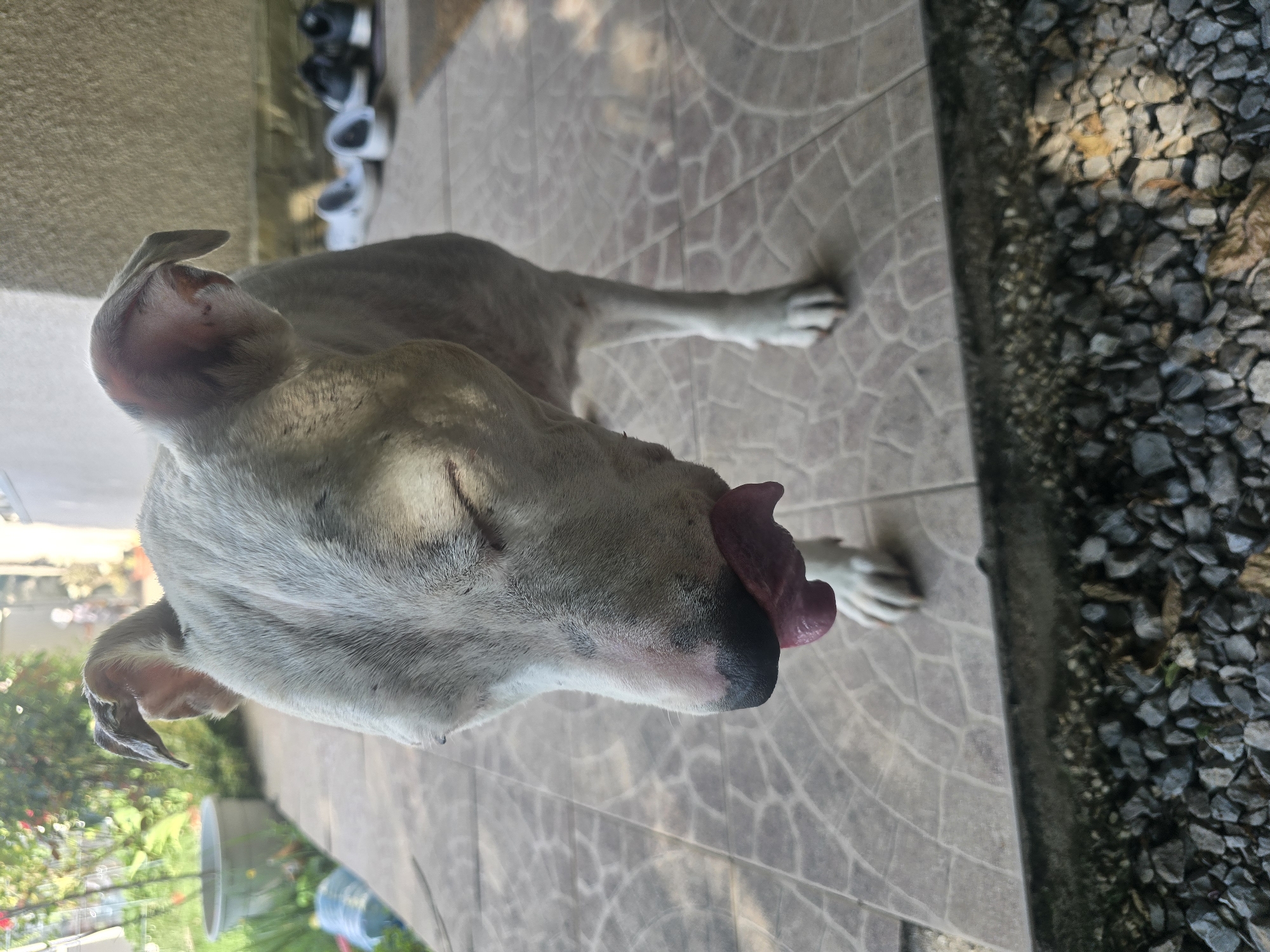 A white dog with closed eyes and its tongue out is licking its nose while standing on a tiled patio. The dog is facing downwards and slightly to the left. In the background, there are potted plants, a wall, and several pairs of shoes. The scene appears to be outdoors, possibly in a yard or courtyard, with gravel and stones in the foreground. The location is identified as Golyanovtsi, Bulgaria.