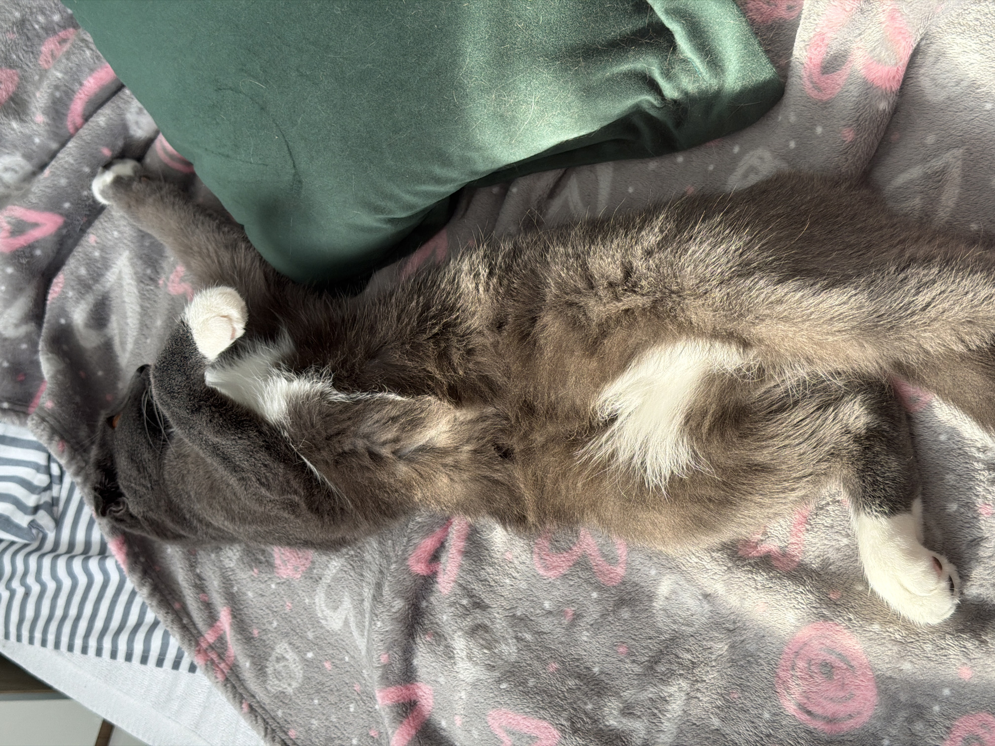 The image displays a domestic cat sleeping on a bed in an indoor setting located in Chaikovsky, Russia. The cat, primarily dark grey/brown with distinct white fur patches on its chest, stomach, and paws, lies stretched out on its back. Its head is turned towards the left and partially covered by its raised front paws. It rests on a grey fleece blanket adorned with a pattern of pink hearts and small white dots. To the cat's right, a dark green pillow is partially visible. In the upper left corner, a section of white fabric with grey stripes is present underneath the grey blanket. Direct sunlight illuminates the scene from the left, creating defined shadows and highlighting the texture of the cat's fur and the bedding. No people are visible.