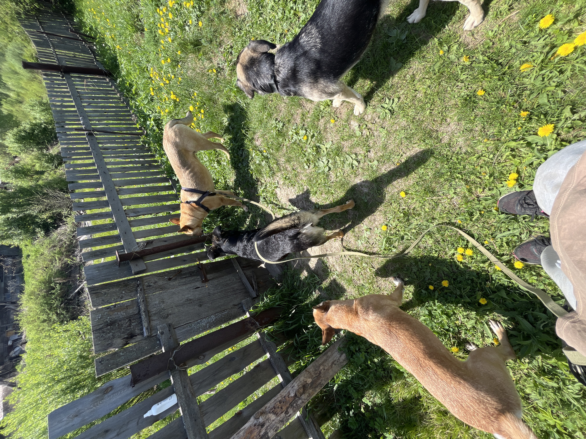 The image shows a grassy area with several dogs and a person standing near a weathered wooden fence. The ground is covered with grass and scattered yellow dandelions. There are four dogs visible: one is tan and stands near the fence wearing a harness, another is black and brown and lies on the ground with a leash attached, a third is black and tan and stands farther away, and the fourth is tan and stands with its back to the camera. A person is partially visible in the lower right corner, wearing brown pants and black shoes. The fence is old and gray, showing signs of wear. In the background, there is green vegetation, suggesting a natural setting. No specific landmark identifying the location as Nizhny Tagil, Russia is apparent.