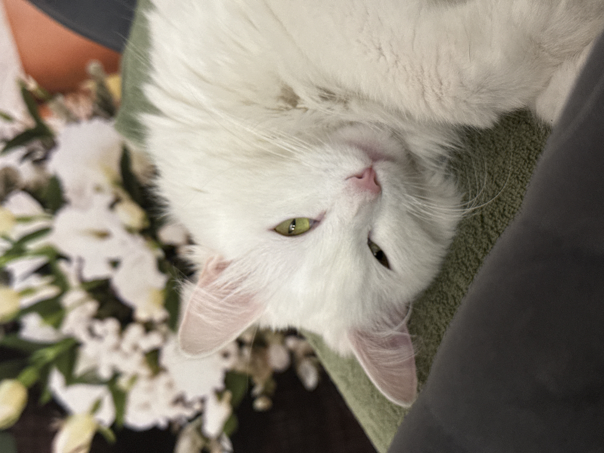 In an indoor setting with soft lighting, a fluffy white cat with bright green eyes and a pink nose is resting on a textured green surface. The cat is positioned on its side, with its head slightly tilted and one ear pointed upwards. In the background, out of focus, are white flowers with green foliage. A dark grey object occupies the lower left corner of the frame. The scene appears to be a candid shot, likely taken within a home environment.
