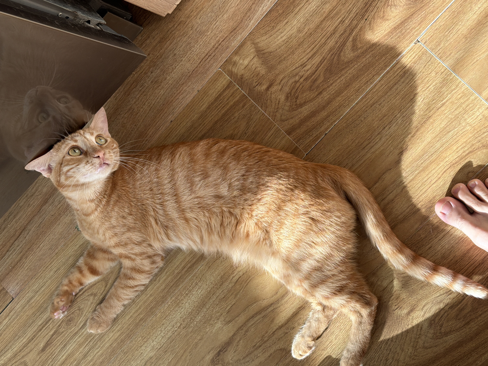 An orange tabby cat lies on its back on a wooden floor, with its paws extended. The cat's head is turned towards the camera, and its eyes are open. A reflection of the cat's face is visible on a shiny surface to the right of the frame. A human foot with toenails is visible at the bottom of the image, near the cat's tail. The scene is illuminated by sunlight casting shadows on the floor. The location is not discernible from the image.