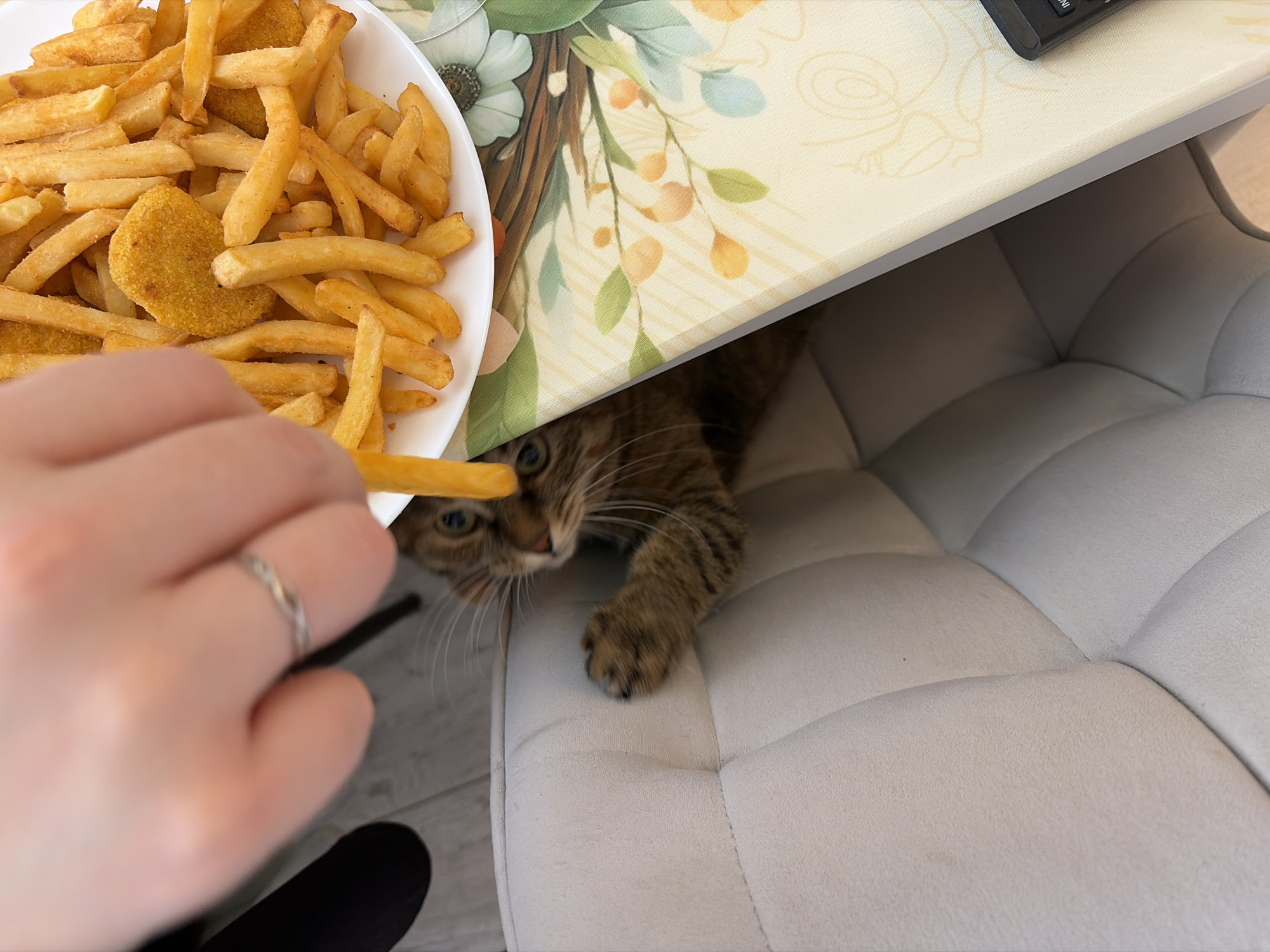 A person's hand holds a french fry towards a tabby cat hiding under a desk, seated in a tufted chair. A plate filled with french fries and chicken nuggets is nearby. The desk has a floral design. A computer keyboard is partially visible on the desk. The location is the city of Chaikovsky, Russia.
