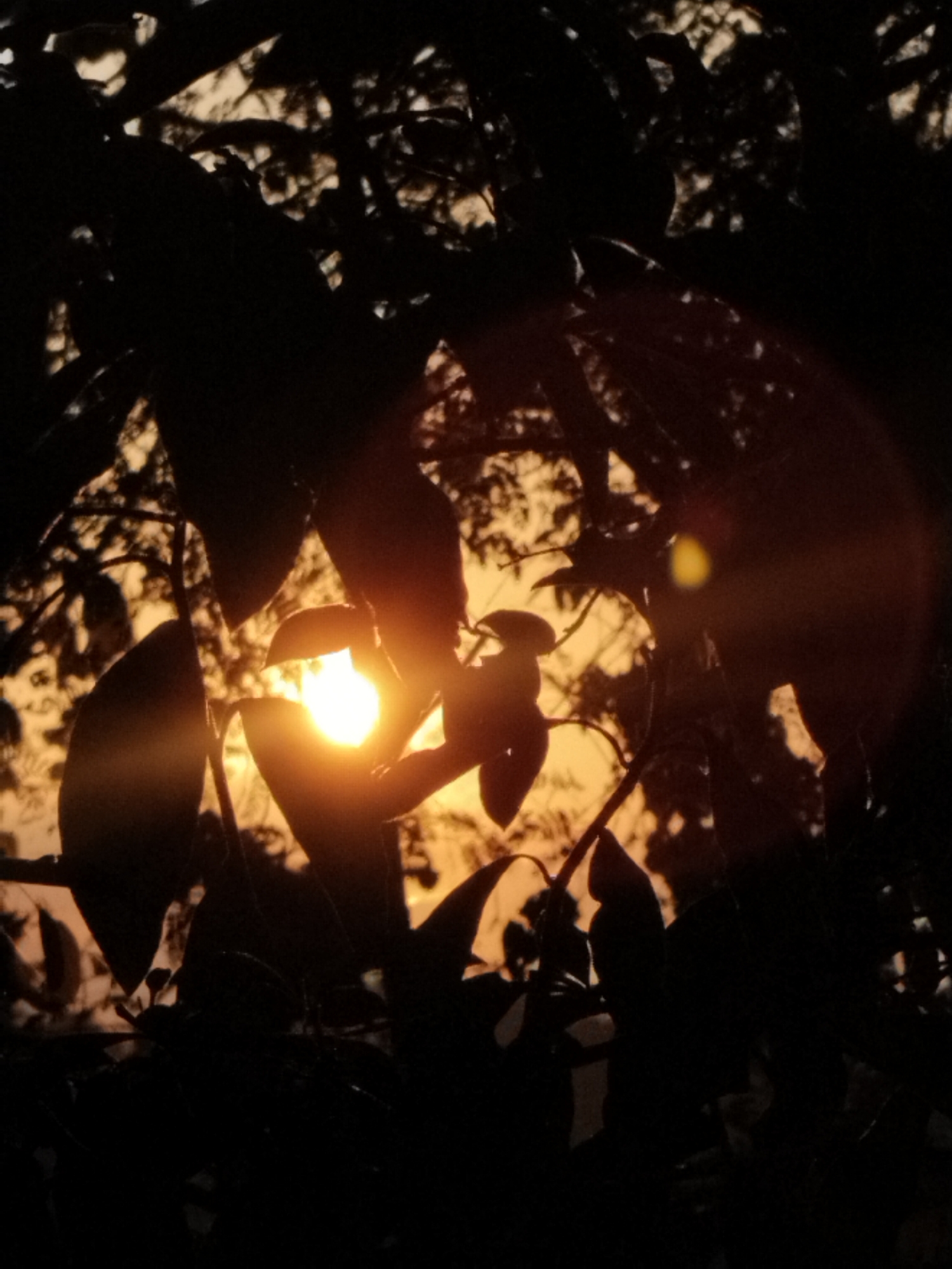 A close-up, silhouetted shot captures the sun setting through the leaves of a tree. The sun, a bright orb of light, is partially obscured by dark leaves and branches, creating a dramatic contrast. The warm, orange glow of the sunset filters through the foliage, casting long shadows. The image has a soft focus, with some areas appearing slightly blurred due to the lighting conditions. The overall mood is serene and tranquil, evoking a sense of natural beauty and the peaceful end of a day.
