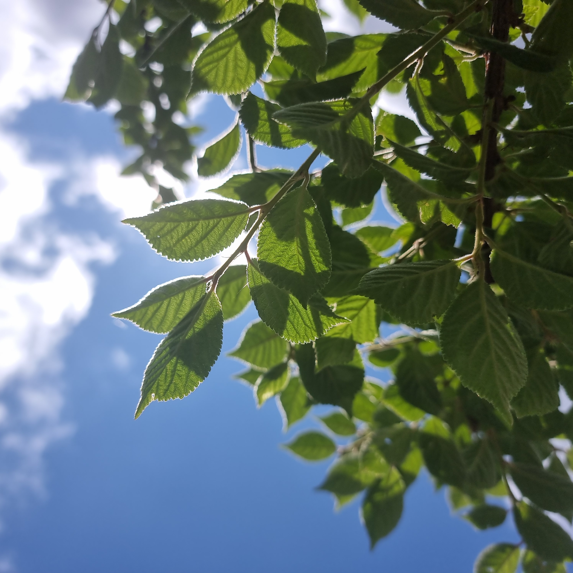 The image shows a close-up view of green leaves against a bright blue sky with scattered white clouds. The sun is shining, creating a silhouette effect on some of the leaves and highlighting their veins. The leaves appear to be part of a tree branch. The image was taken outdoors, likely in a natural setting. There are no people, structures, or specific city landmarks visible that would indicate a location in Dunnae-myeon, South Korea.