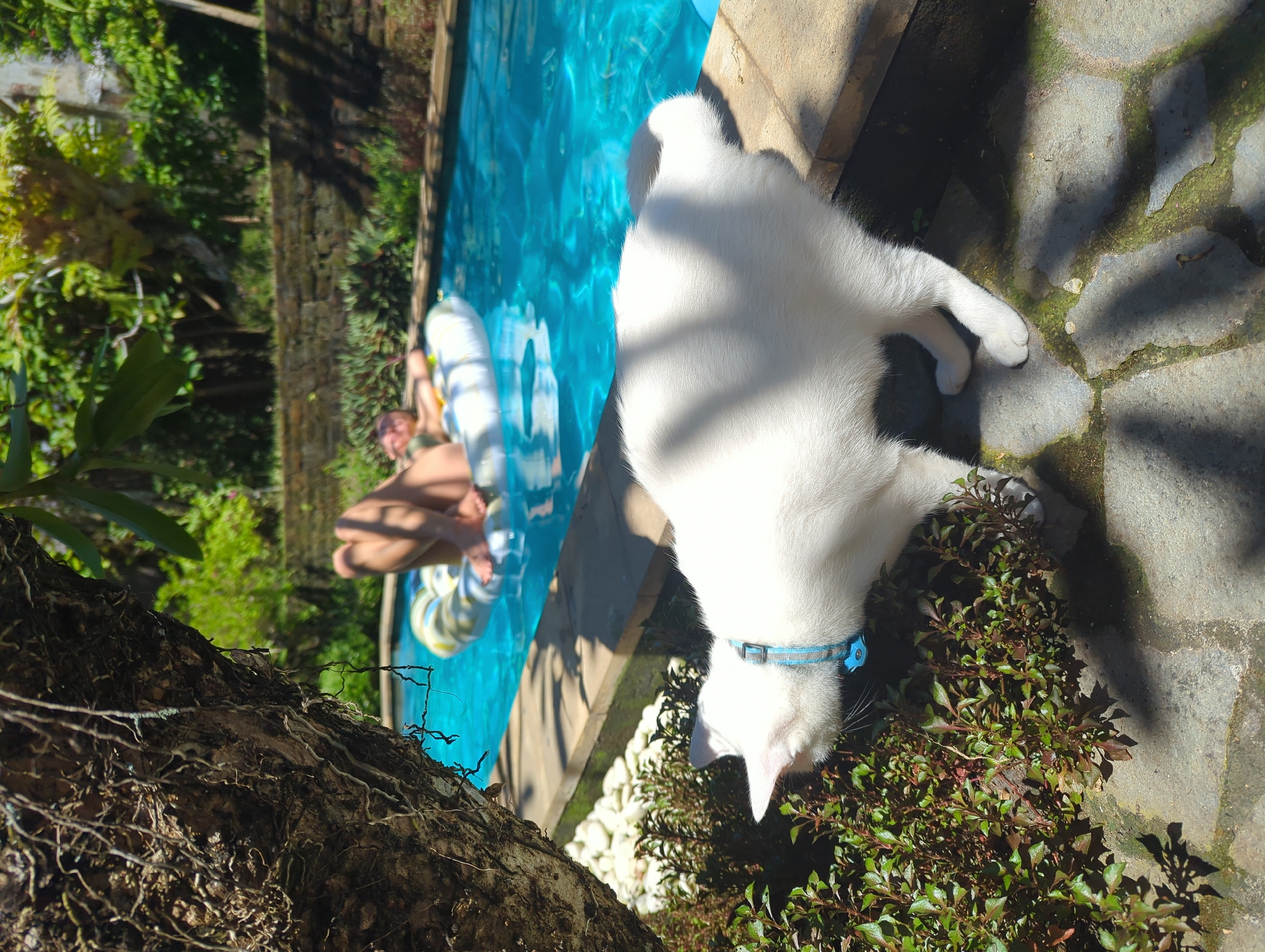 A daytime shot in North Kuta, Indonesia features a white cat with a blue collar. The cat is near a swimming pool where a person is floating on a striped float. The cat is next to a garden area with plants. Pavement stones can also be seen.