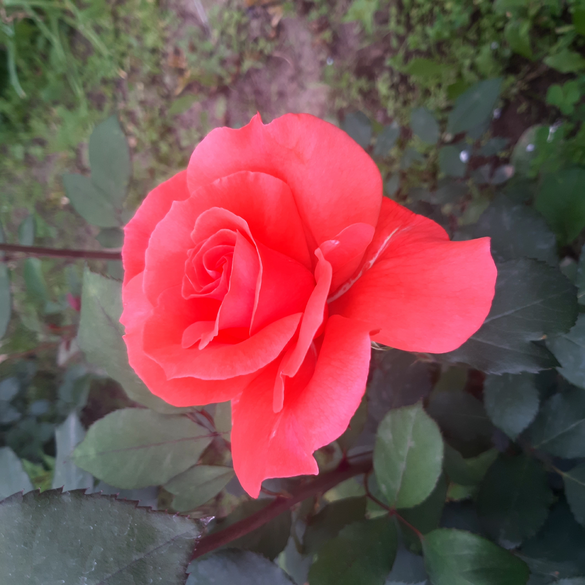 The media file features a vibrant, single coral-pink rose in full bloom, prominently centered in the frame. The rose's petals are a rich, warm hue, exhibiting a gradient of orange and pink tones, with the innermost petals forming a tight spiral and the outer ones gracefully unfurling.
The background is softly blurred, creating a shallow depth of field that emphasizes the sharpness of the rose. It consists of various shades of green foliage and what appears to be natural ground cover, indicating an outdoor garden or natural setting. Some dark green leaves with visible serrated edges are discernible, likely belonging to the rose bush. Faint glimpses of brown ground or darker foliage are also present in the indistinct background.
The lighting is natural and soft, suggesting daytime, possibly early morning or late afternoon given the absence of harsh shadows. There are no people or visible text in the image. The rose appears healthy and freshly bloomed, conveying a sense of natural beauty and tranquility. Based on the provided context, the location of this scene is Yeghegnadzor, Armenia.