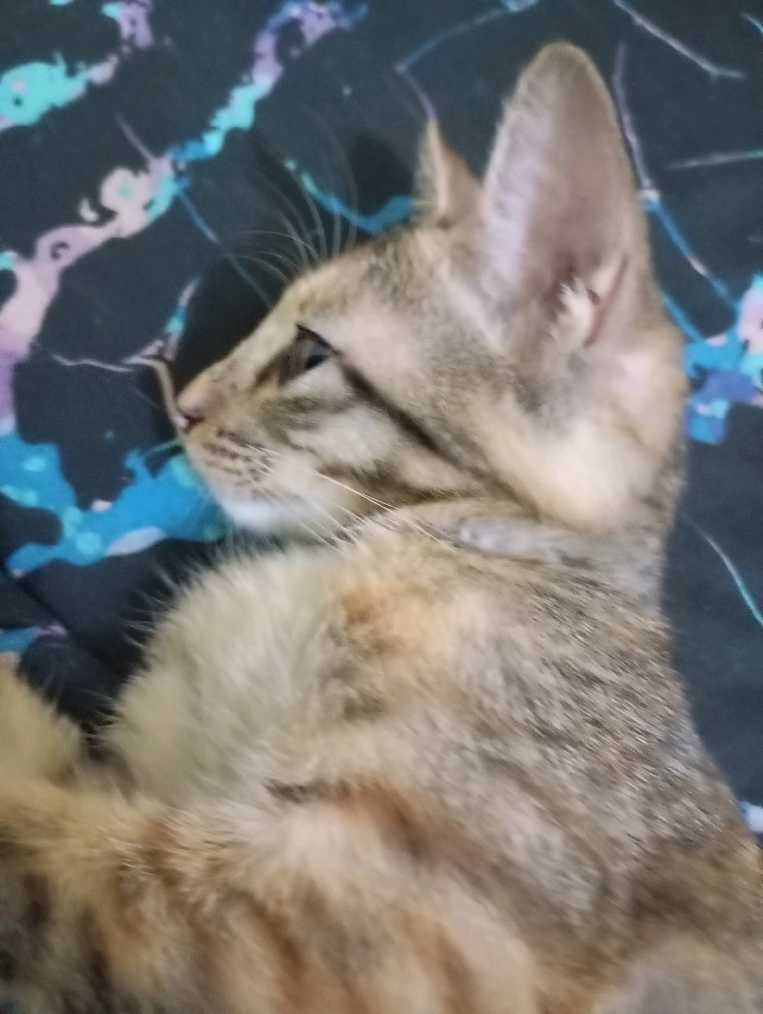 A close-up, side-profile photograph shows a tabby kitten lying on a dark, patterned fabric. The kitten's head is to the left, with its ear raised and visible. Its fur is a mix of brown, black, and tan stripes. The background fabric has an abstract pattern with swirls of black, teal, and light purple. The image does not contain any information that can be used to determine its location in Balikpapan, Indonesia.