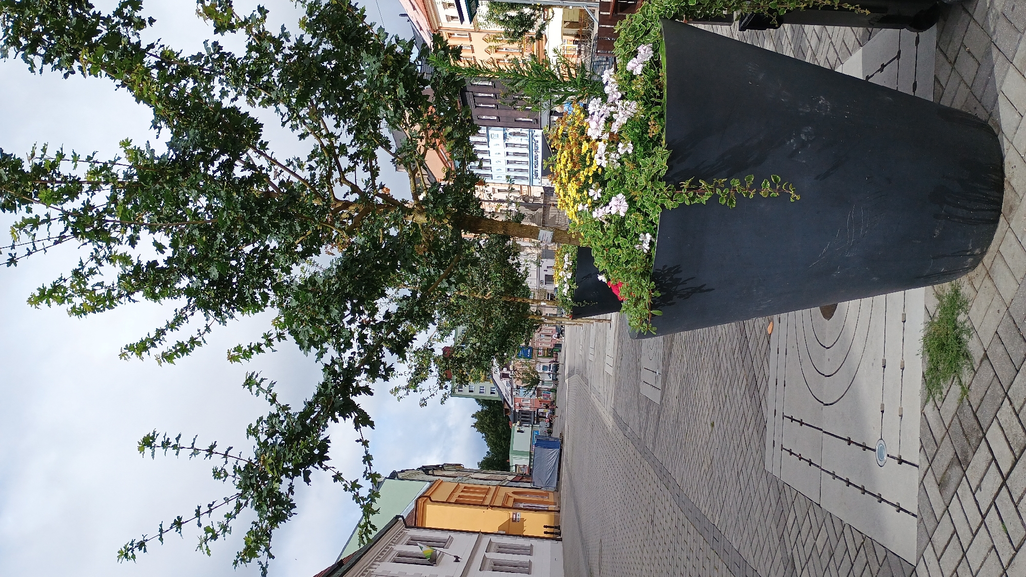 The image shows a street in the city of Sokolov, Czechia. The street is paved with cobblestones and lined with buildings on the left side. The buildings are of various colors, including white, yellow, and green. There are trees in large black planters on the right side of the street. The trees have green leaves and are decorated with flowers. In the foreground, there are three large black planters with flowers. The planters are conical in shape and are filled with a variety of flowers, including yellow, white, and pink flowers. There are also some green vines hanging from the planters. In the background, there are more buildings and trees. The sky is cloudy. There are a few people walking on the street, but they are not the main focus of the image. The scene is peaceful and serene.