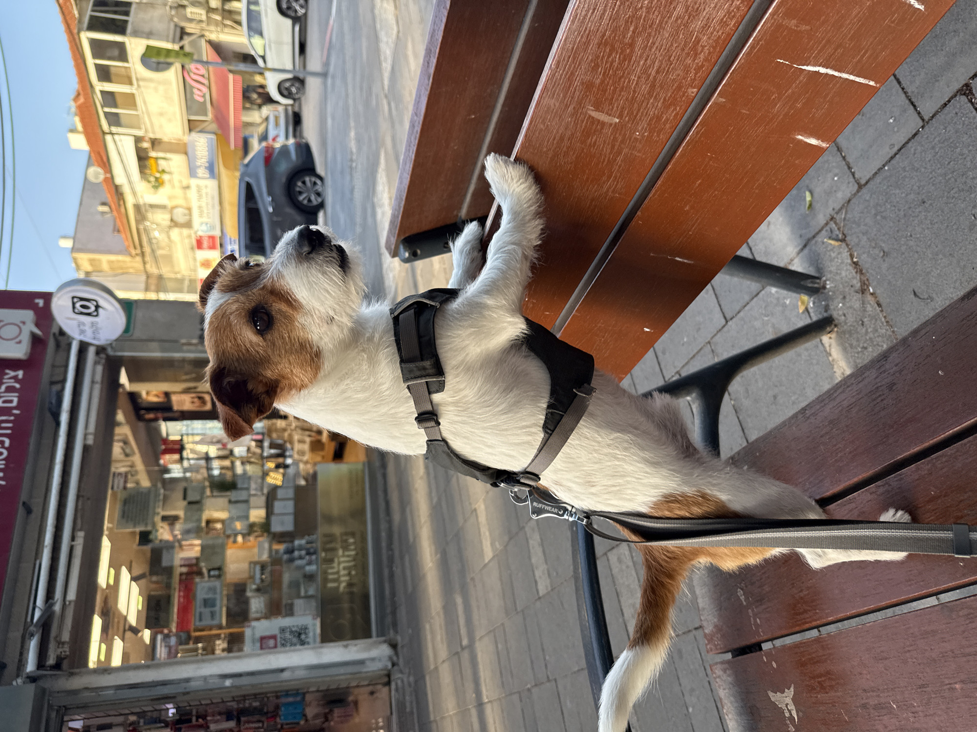 A medium shot shows a Jack Russell terrier, wearing a black harness and leash, standing on a brown park bench in Raanana, Israel. The dog's front paws are on the bench's side while its back feet are on the seat. The background includes a city street with cars, buildings, and businesses, with signs in Hebrew. The image is rotated sideways, the dog is on the right.