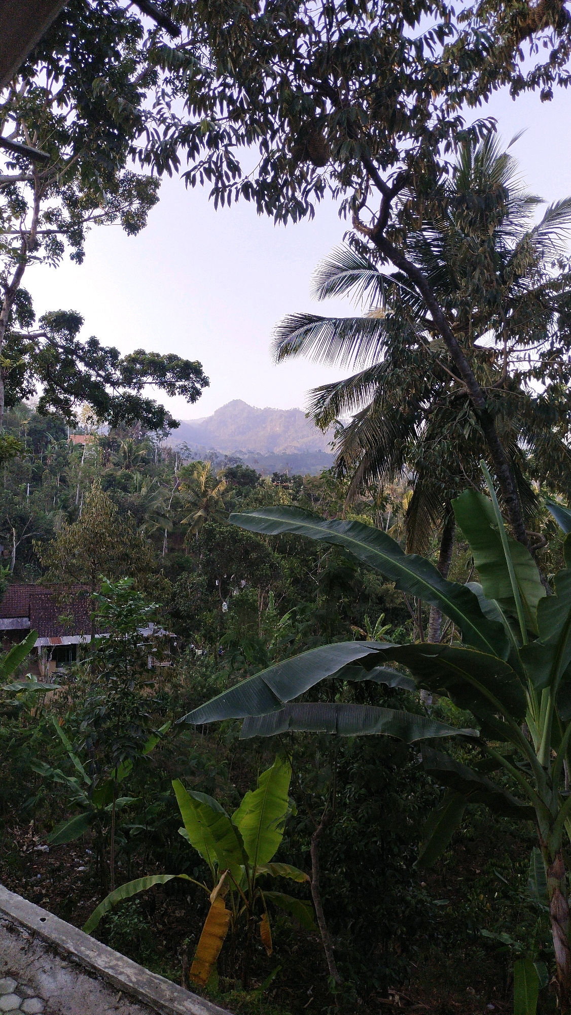The image depicts a lush, tropical landscape with a mountain range in the distance. The foreground is dominated by dense vegetation, including large banana leaves and various trees. In the midground, there are hints of human habitation with the presence of a building with a corrugated metal roof. The overall scene suggests a rural or semi-rural setting, possibly on the outskirts of a town. The lighting indicates it is likely late afternoon or early morning, given the soft light and the subdued colors. The image does not contain any people or explicit actions. The location is described as being in Klungkung, Indonesia.