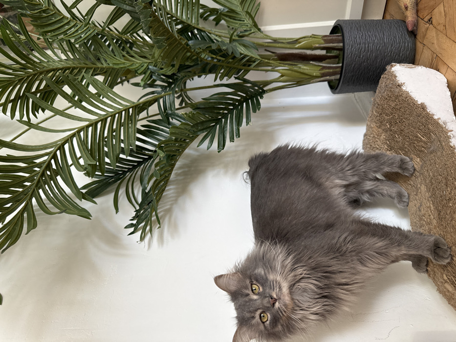 A long-haired domestic cat with grey fur and amber eyes stands in an indoor residential setting. The cat is positioned left of center, looking directly forward, with its body angled slightly to the right. Its tail is short and curled. It stands on a corrugated cardboard scratching pad, which is tan/brown with white edges, partially visible in the lower foreground. To the right of the cat, an artificial potted plant with numerous dark green fronds and brown stems is contained within a dark grey, textured pot. The background consists of a plain light-colored wall. Hardwood flooring is visible in the lower right, beneath the plant pot. A small, indistinct object, possibly a toy, lies on the floor near the plant. The precise location within Moscow, Russia, is not discernible from the image.