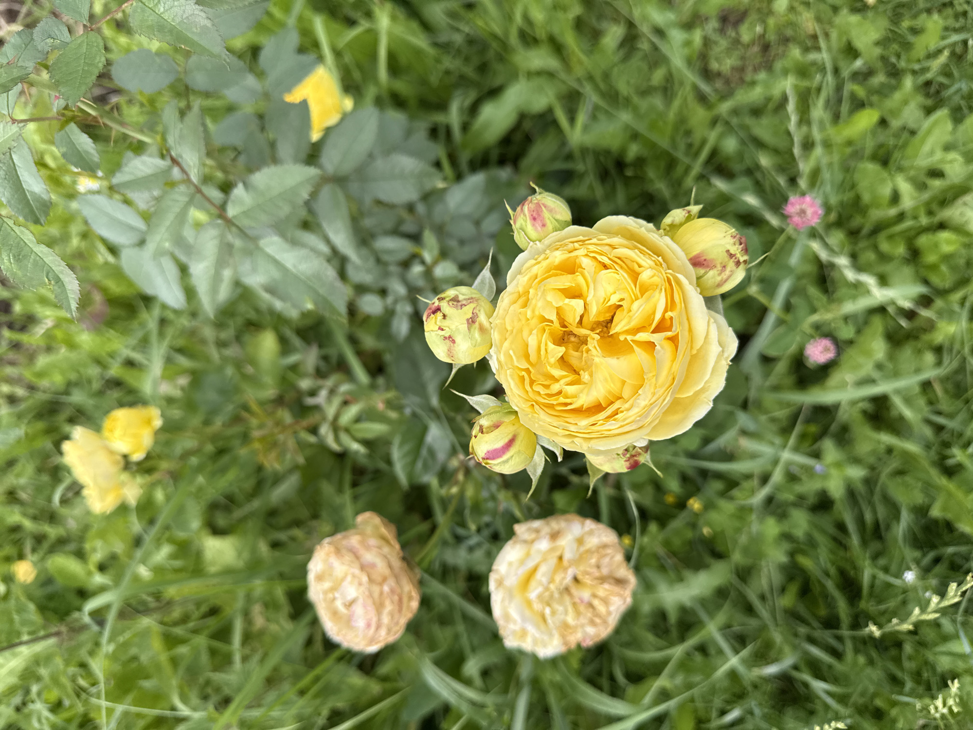 The image is a close-up, high-angle shot of a yellow rose in bloom, surrounded by greenery. The rose is positioned in the lower center of the frame and is fully open, revealing its layered petals. Several rose buds, some with red markings, are visible around the main bloom. In the background and scattered throughout the image are other yellow roses, some appearing wilted or past their prime, and small pink flowers. The environment is a garden with lush green grass and foliage. There are no people or animals present in the image. The lighting suggests an overcast day or shade. The location is not identifiable as being in the city of Mahilyow, Belarus, or any other specific location.