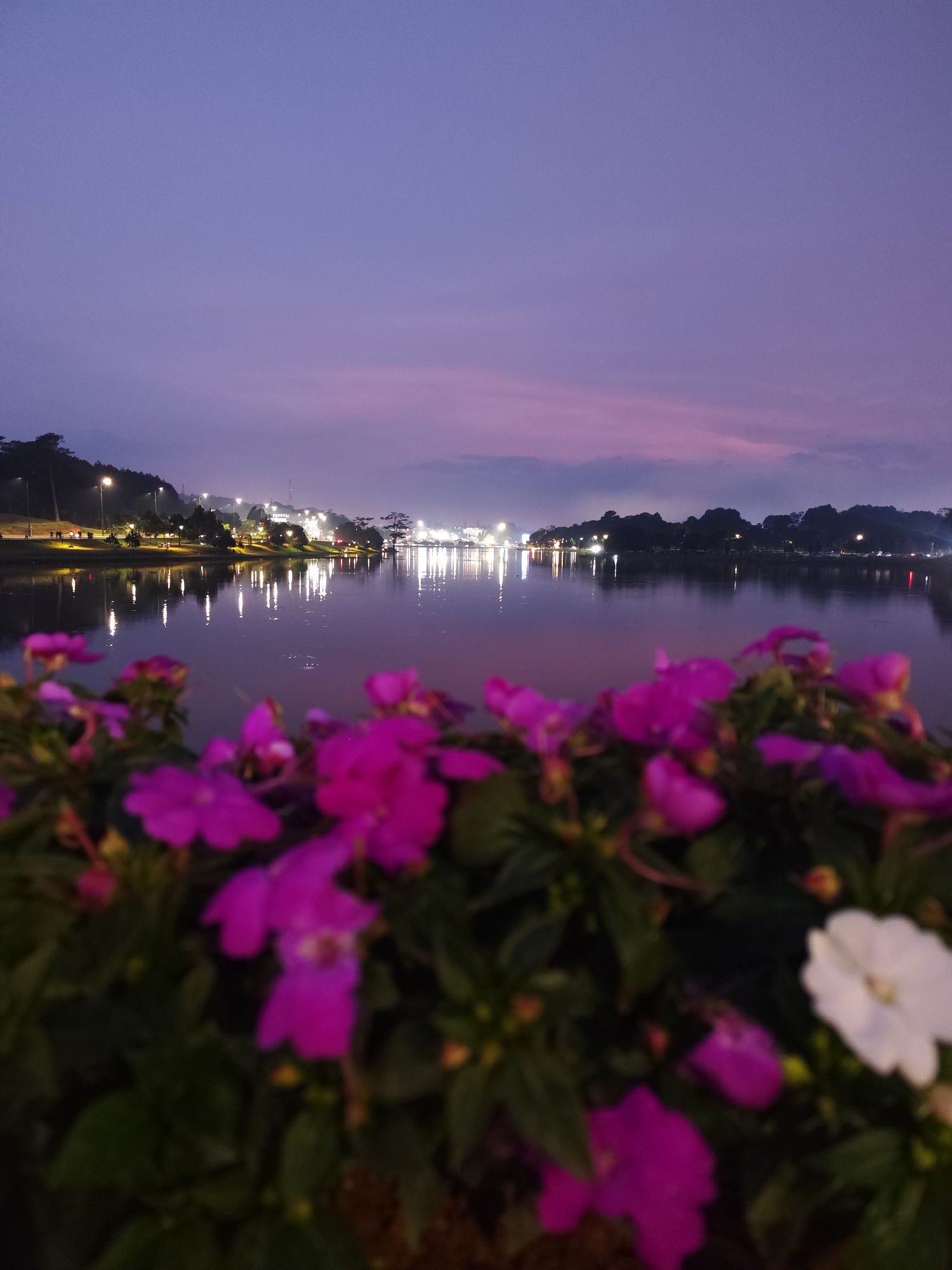 The image depicts a still body of water at night. The sky transitions from a deep blue at the top to a purplish-pink near the horizon, suggesting twilight or early evening. Reflections of lights from a distant cityscape shimmer on the water's surface. The far shore is lined with trees and buildings, with visible streetlights. In the foreground, there is a bed of flowering plants with vibrant pink blooms, with one white flower. The photo was taken at Hồ Xuân Hương Lake, a popular attraction in the city of Da Lat, Vietnam, based on the distinctive cityscape and streetlights visible across the lake. There are no people visible in the image. The overall atmosphere is tranquil.