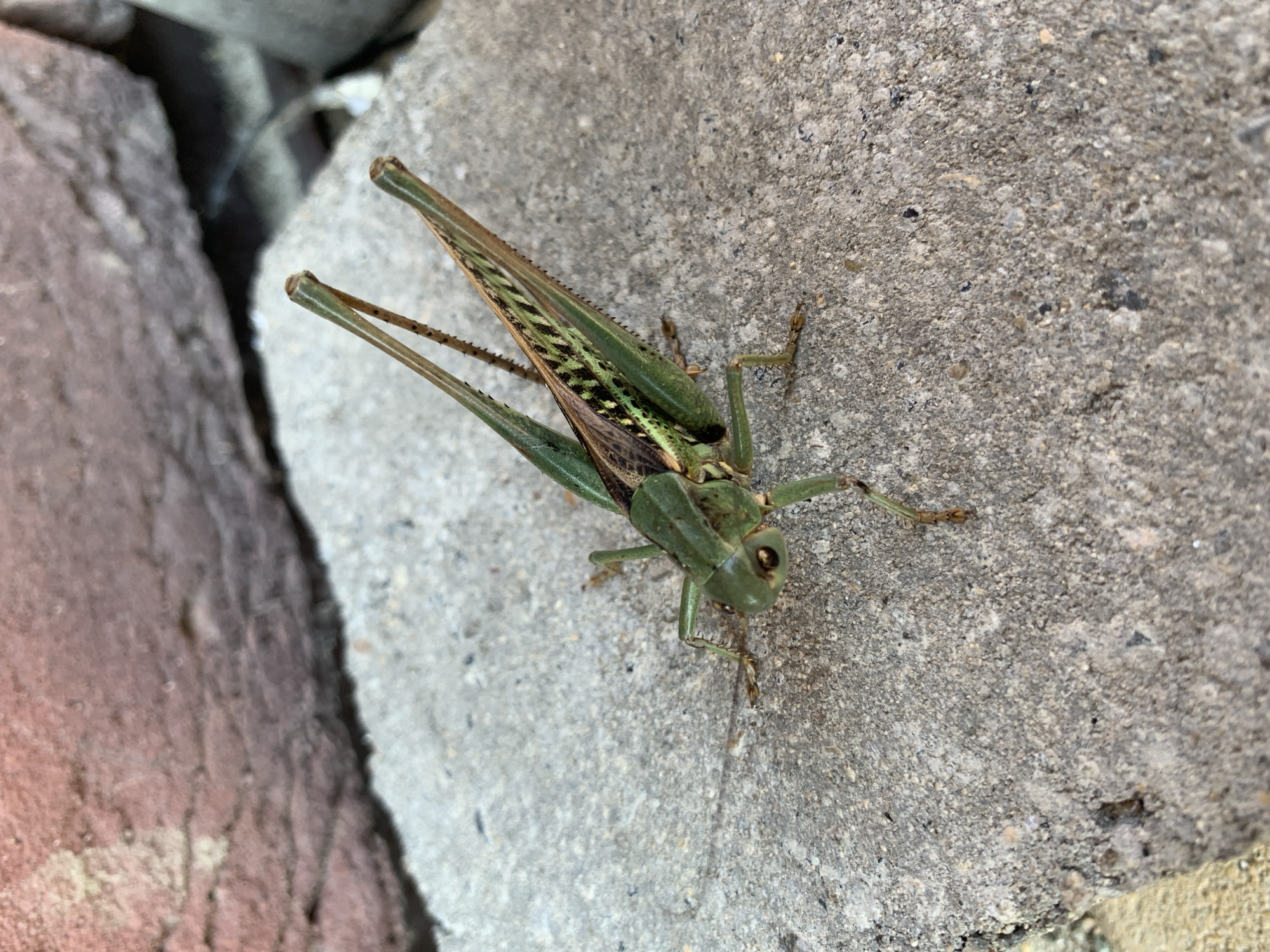A grasshopper is perched on a textured concrete surface, with a blurred background that includes red brick and a hint of greenery. The grasshopper, predominantly green, has long antennae and visible wings with intricate patterns. Its body is elongated, and its legs are splayed out, suggesting it is stationary. The concrete appears rough and weathered. The scene is captured from a close-up perspective, focusing on the insect.