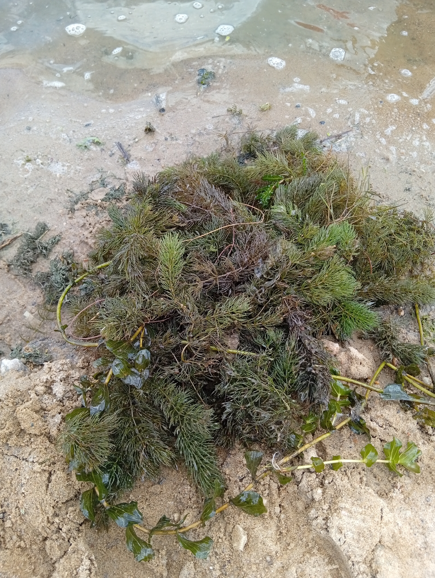 A pile of green and brown aquatic vegetation, likely weeds, lies on a sandy shoreline with shallow, murky water lapping at the edge. The vegetation is dense and tangled, with some strands appearing more submerged than others. The sand is damp and shows some indentations, suggesting it has recently been wet. The water is still, with a few scattered bubbles and some debris floating on the surface. The overall scene depicts a natural, unmaintained shoreline. The location is the Заречный ауылдық округі, Kazakhstan.