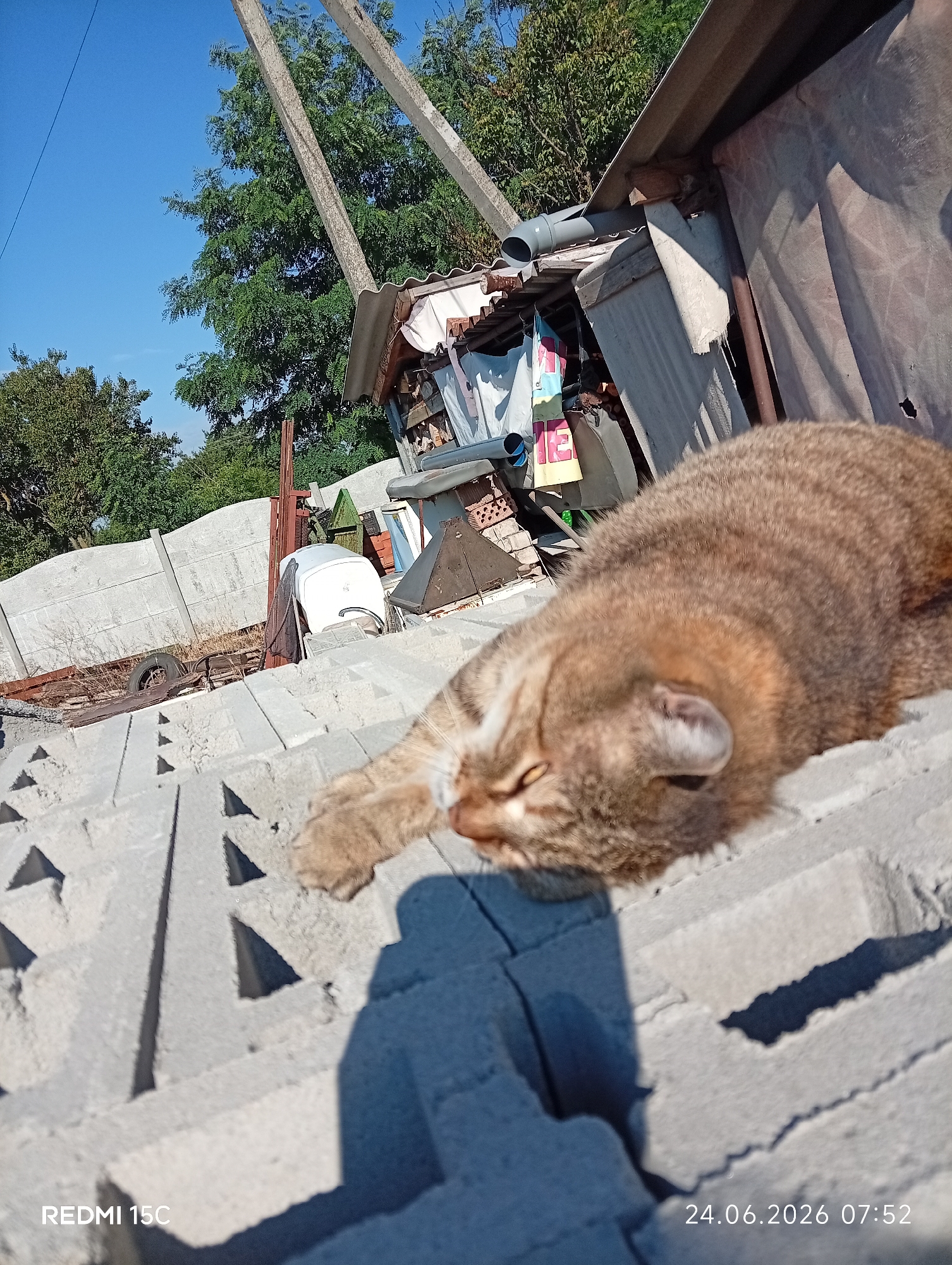 This media file shows a tabby cat lounging on a surface made of interlocking concrete blocks. The cat is light brown with darker stripes and is positioned in the foreground, stretching out its left paw. Its eyes are partially closed, suggesting relaxation.
The background reveals a cluttered outdoor scene. To the left, a grey concrete fence runs horizontally, with some dried grass and debris in front of it. A wheel and part of a trailer are visible behind the fence. Above the fence, green trees are abundant under a clear blue sky.
In the center and right of the image, there is a makeshift structure with a corrugated metal roof. Various items are piled under and around this structure, including what appears to be a white water tank, pipes, and some fabric materials hanging. The overall setting appears to be a rural or semi-urban backyard or storage area.
The lighting indicates it is daytime, likely morning or late afternoon due to the shadows. The weather appears clear and sunny.
Visible text on the image includes "REDMI 15C" in the bottom left corner and "24.06.2026 07:52" in the bottom right corner, indicating the date and time the photo was taken. The scene evokes a sense of peace and domesticity, with the cat enjoying the warmth of the sun.