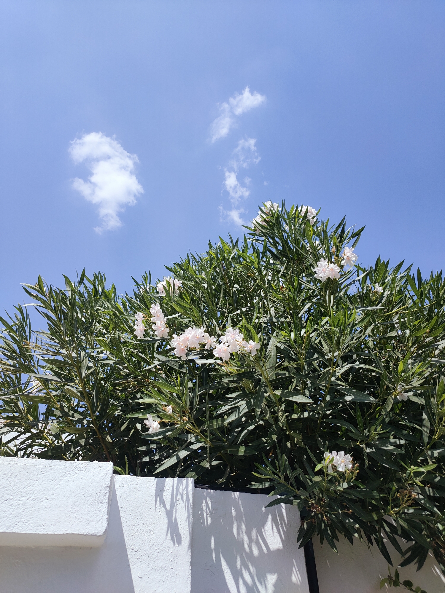The image shows a white textured wall in the foreground, casting shadows from unseen foliage. Behind the wall, a dense, green shrub with small white flowers is visible, reaching towards a bright blue sky. A few scattered white clouds are present in the sky. The scene appears to be outdoors in a sunny environment. The location is Mrezga, Tunisia.
