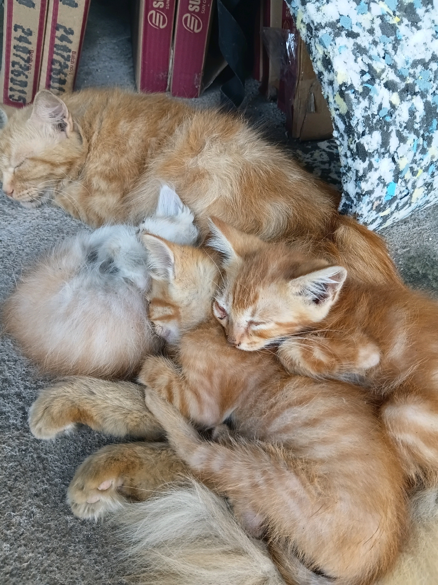 A ginger cat sleeps on a gray, textured surface, possibly concrete, nestled amongst three kittens. One kitten, lighter in color, is curled up tightly against the mother's side. Two other ginger kittens are also asleep, one on top of the mother and the other to her right. The scene appears to be outdoors, with boxes and a piece of foam padding visible in the background. The location is identified as Cikal, Indonesia.