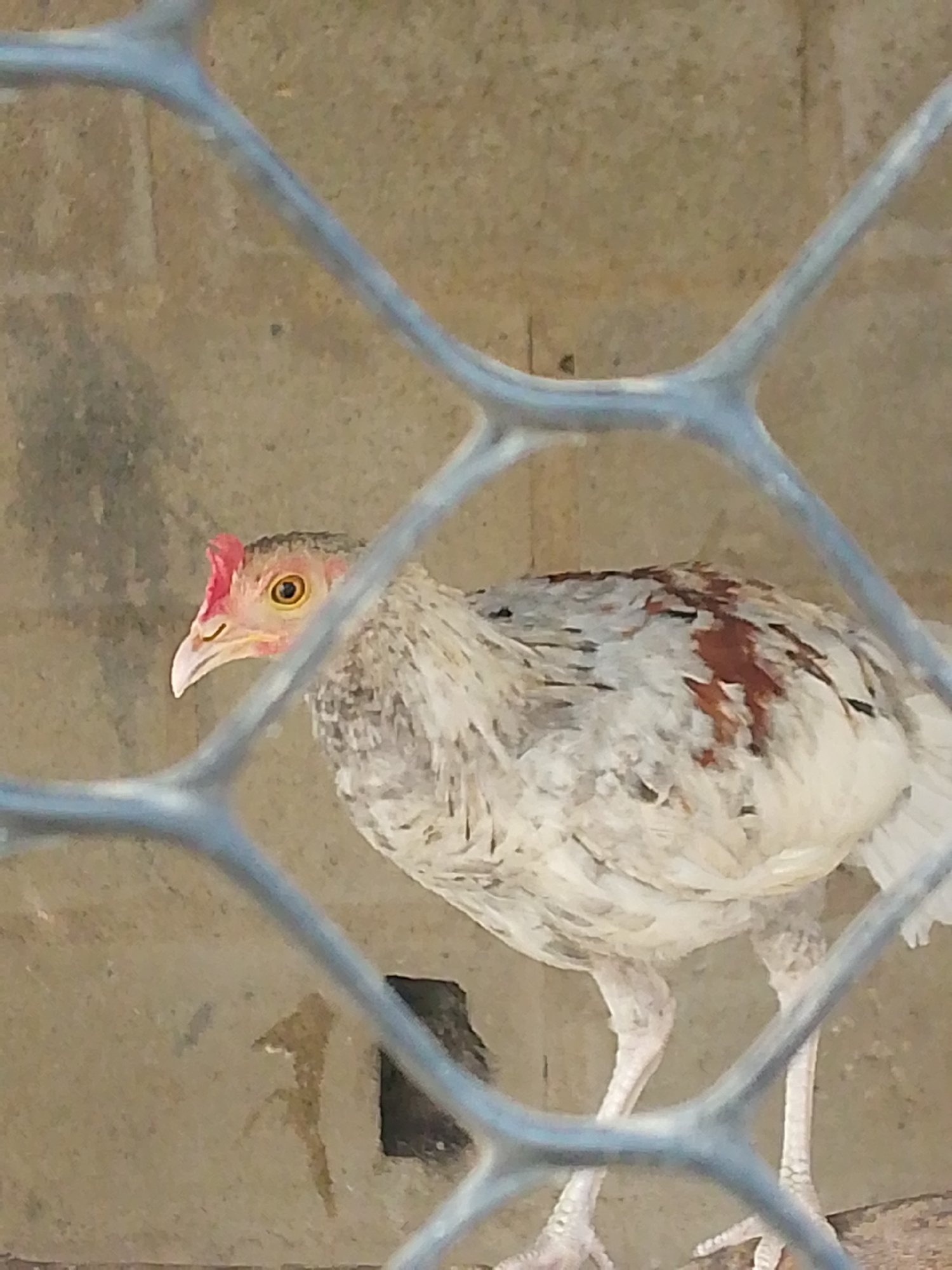 A hen with mottled gray and white feathers stands behind a blue wire fence. The hen has a small red comb and yellow eyes. The background is a plain, tan-colored wall. It is unclear whether or not the location is in Juan Griego, Venezuela.