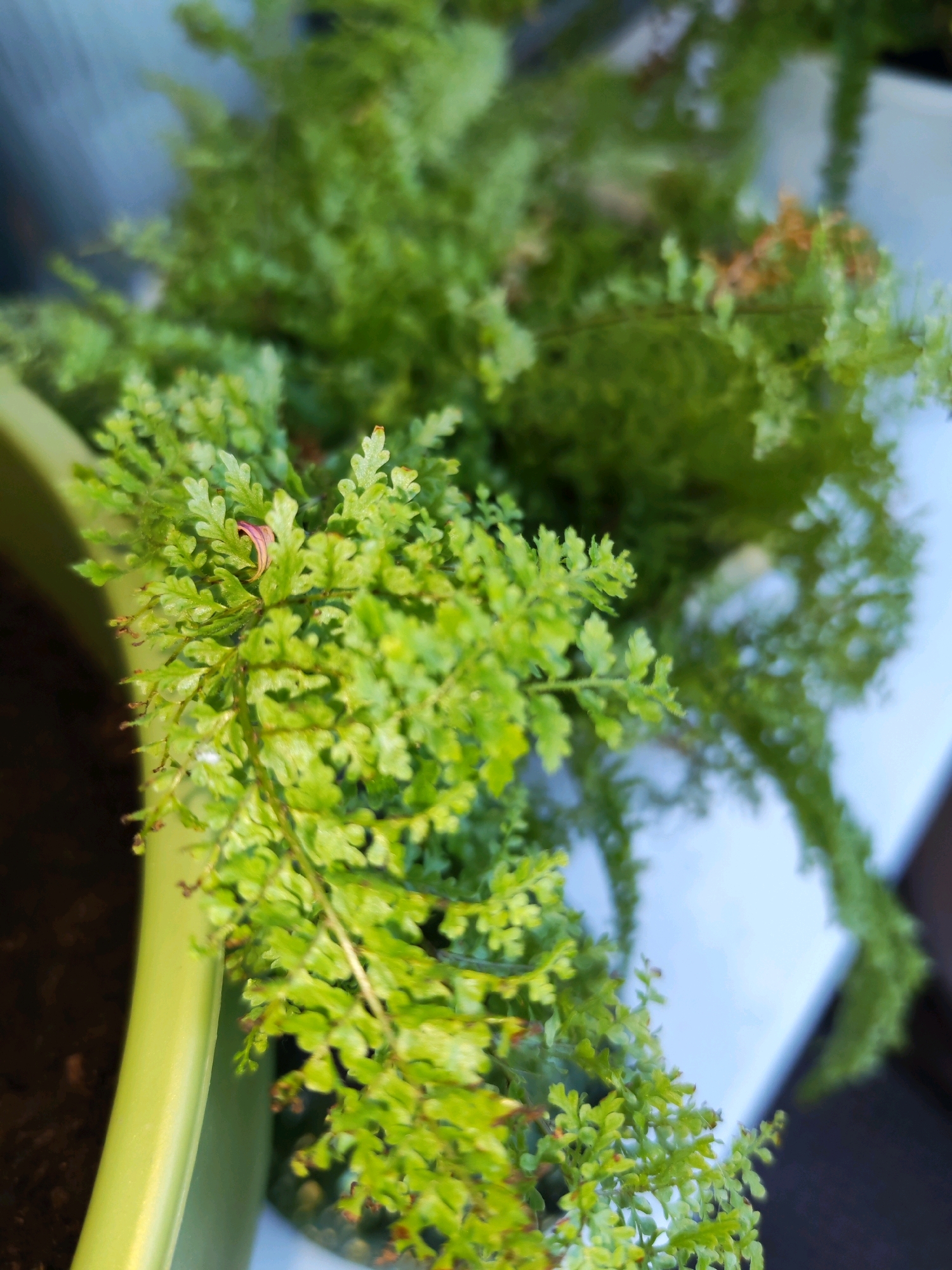 The image shows a close-up of a fern plant in a light green pot. The fern has small, delicate green fronds. The pot is filled with dark soil. In the background, there is a blurry white surface and a dark area. The lighting suggests it is daytime, possibly outdoors or near a window. The scene is set in Izhevsk, Russia.