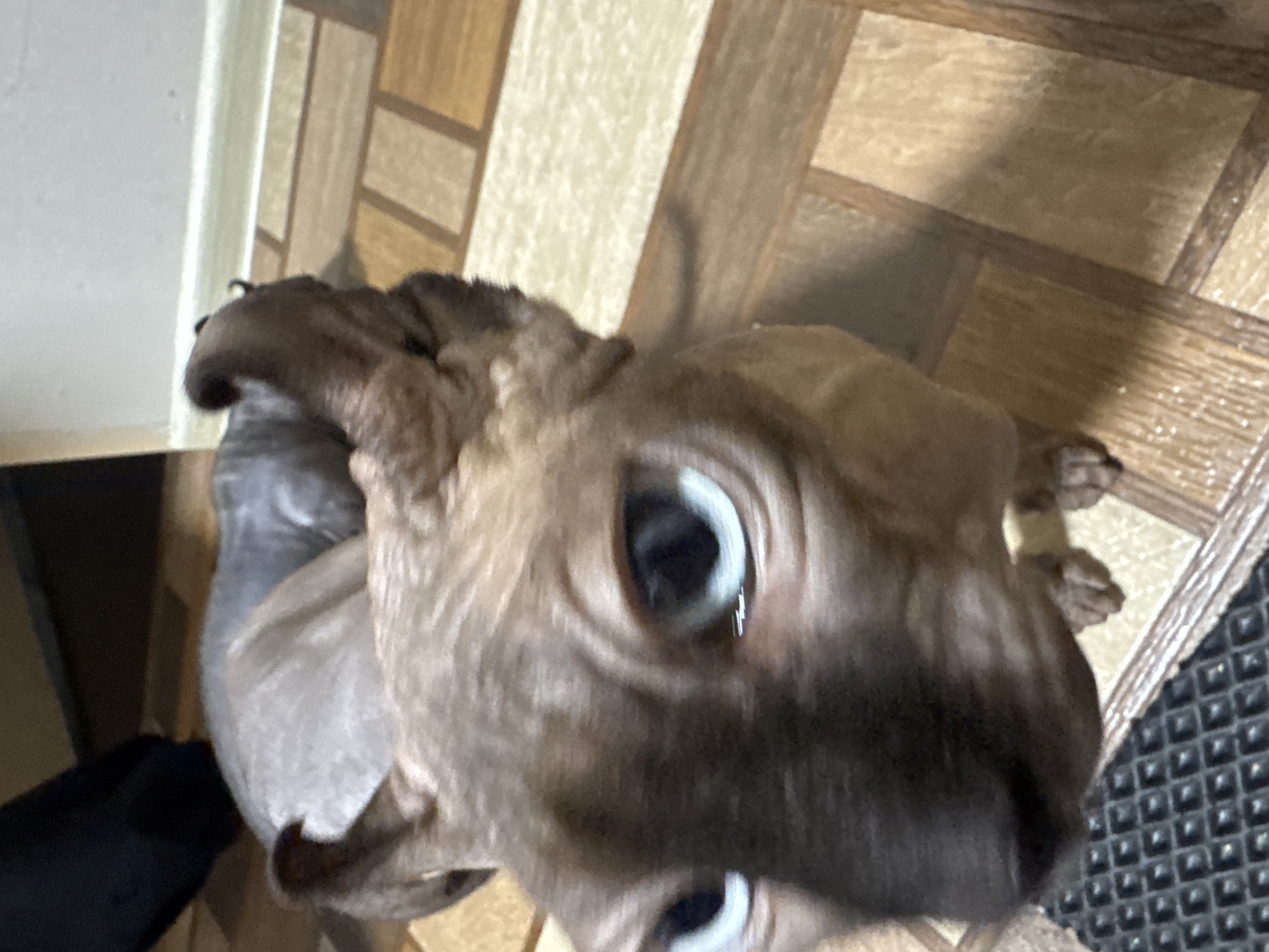 A close-up, eye-level, medium shot features two hairless cats in an indoor setting. The cat in the foreground is facing forward, with its head tilted slightly down. Its large, striking blue eyes are the focal point, with prominent wrinkles around them. The cat's skin is a mottled brown and grey. To the left of the foreground cat, a smaller, grey hairless cat is visible, curled up and appearing to be sleeping. Both cats are on a wooden floor with a parquet pattern. In the background, a dark object, possibly furniture or clothing, is partially visible on the left. The wall behind the cats is a plain white. The scene appears to be an interior of a residential dwelling.