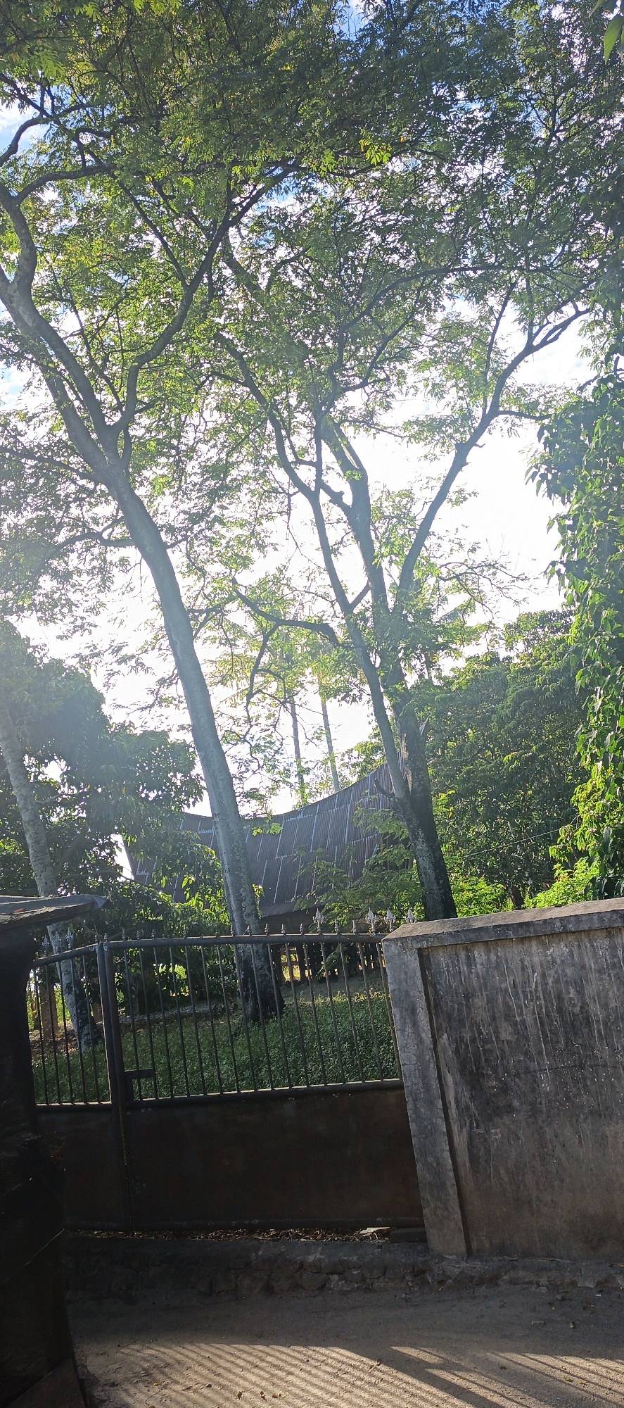 This image captures a sunlit scene in Cinta Dame, Indonesia, dominated by lush green trees and a rustic dwelling. In the foreground, a black metal gate, partially obscured by shadow, stands as a barrier. To the right, a weathered concrete wall with visible texture extends into the frame. Beyond the gate, a long, corrugated metal roof structure is visible, hinting at a traditional Indonesian home. The surrounding environment is abundant with trees, their branches reaching towards the bright sky. The ground in the foreground is dirt, with distinct parallel shadows cast by the gate, suggesting the sun is at an angle. No people are present in the image.