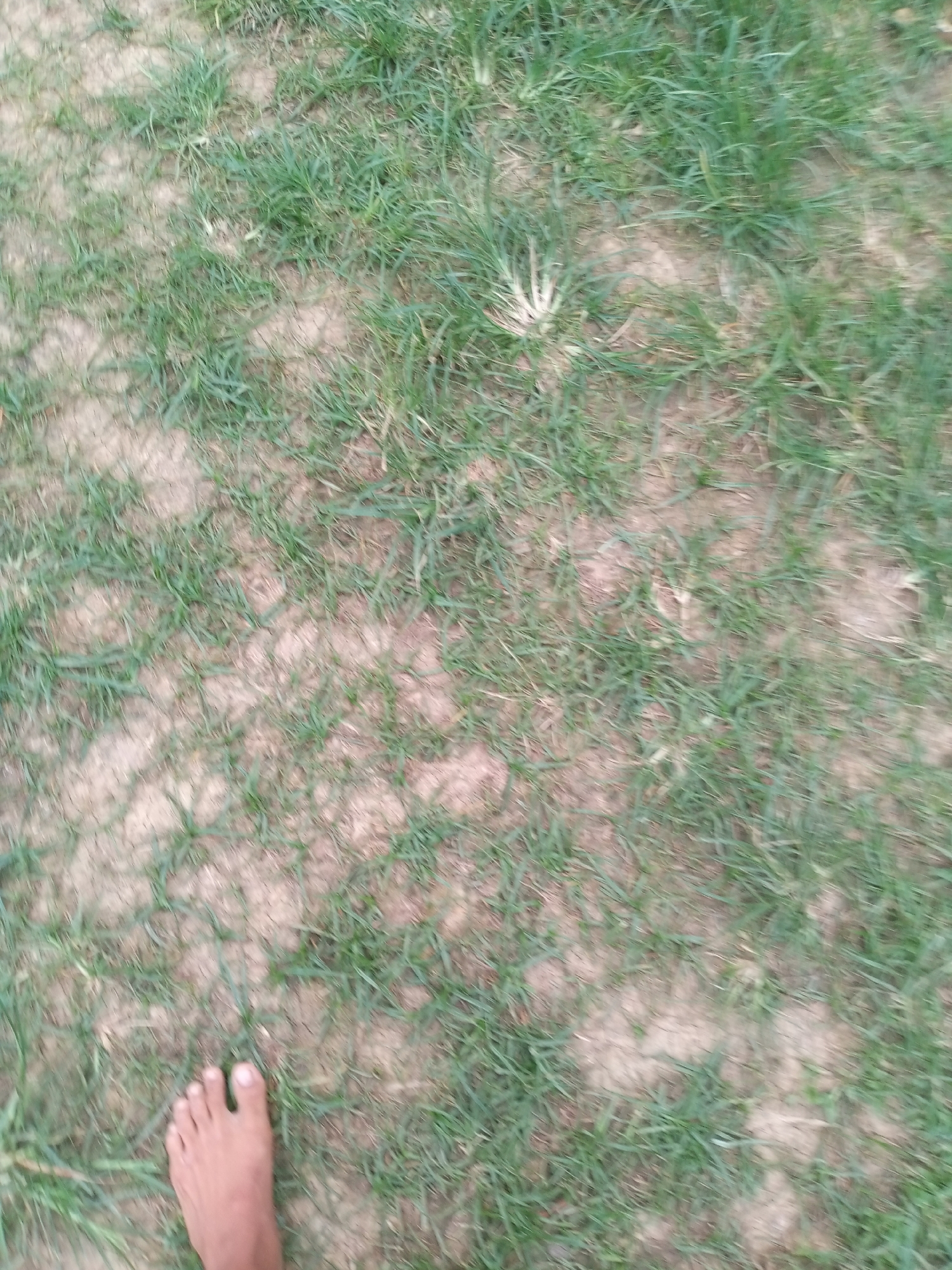 The image shows a person's bare foot on a patch of dry, patchy grass with exposed soil. The foot is positioned in the bottom left corner of the frame, with the toes clearly visible. The surrounding area is covered in sparse green grass, interspersed with dry, sandy earth. The lighting suggests it is daytime, and the overall appearance of the vegetation and ground hints at a dry or possibly arid environment. The blurriness of the image suggests motion, either from the camera or the subject. The location context of Lhokseumawe, Indonesia, implies a tropical or subtropical climate. No text is visible in the image.