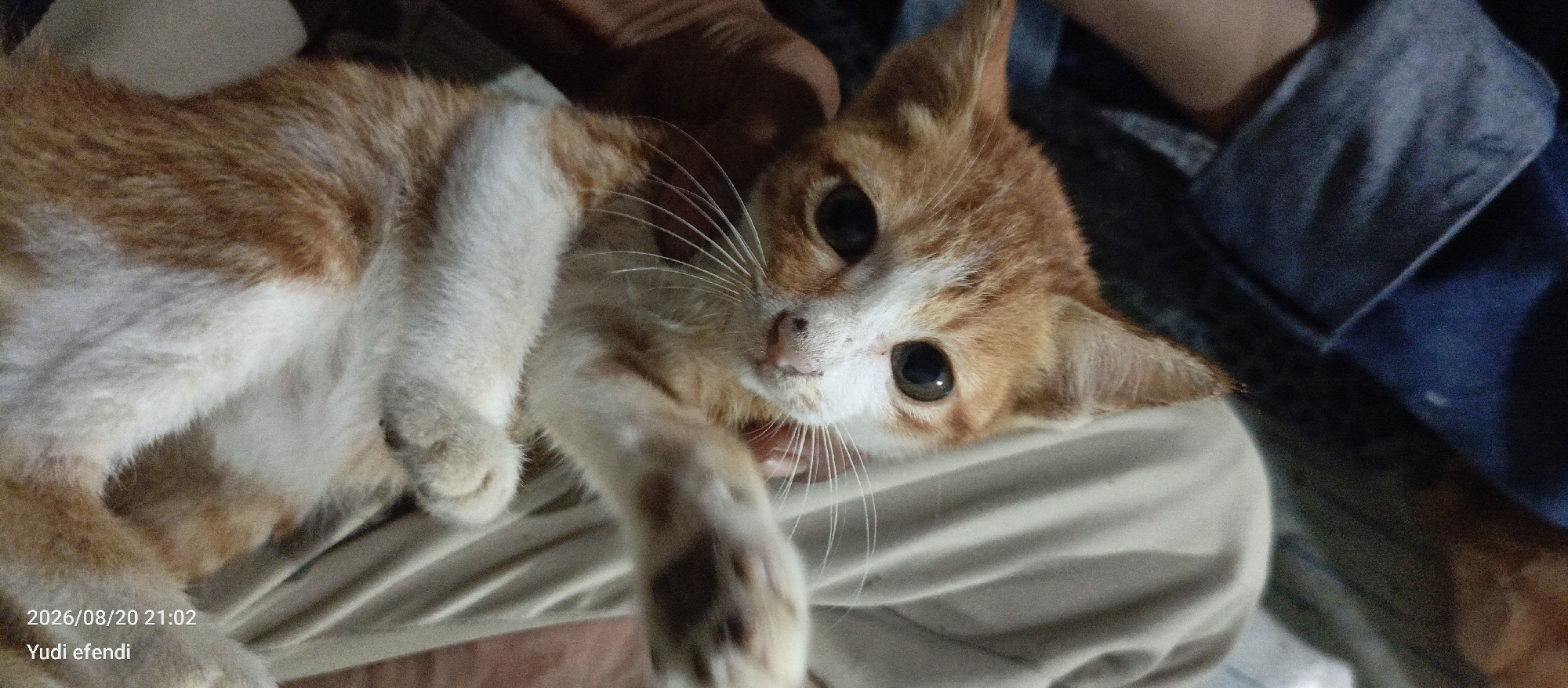 A ginger and white kitten is lying on a person's lap, viewed from a slightly elevated angle. The kitten's fur is predominantly ginger with white markings on its chest, paws, and face. It has large, dark eyes and prominent white whiskers. The kitten's body is relaxed, with its paws positioned comfortably. The person's lap is covered in light-colored fabric, and a dark blue garment is visible in the background. The lighting is dim, suggesting an indoor setting. A timestamp "2026/08/20 21:02" and the name "Yudi efendi" are overlaid in the lower left corner of the image. The scene appears to be located in Rawajitu Selatan, Indonesia.