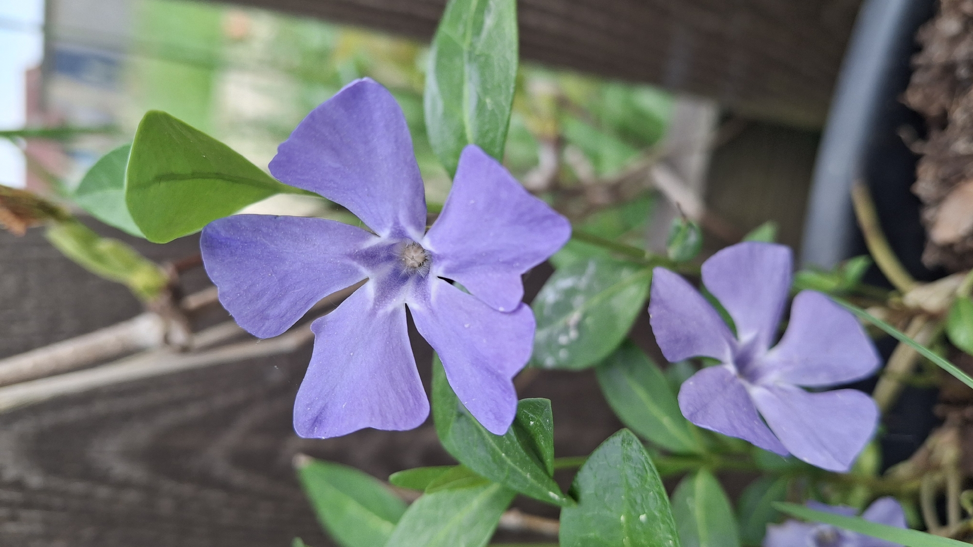 A close-up shot reveals two purple periwinkle flowers in bloom, surrounded by green leaves. The flowers each have five petals. The background consists of a wooden surface and a glimpse of an exterior environment with a building visible in the distance. No people are visible in the image. The location in the city of Kempelevo, Russia, is not verifiable from the image alone.