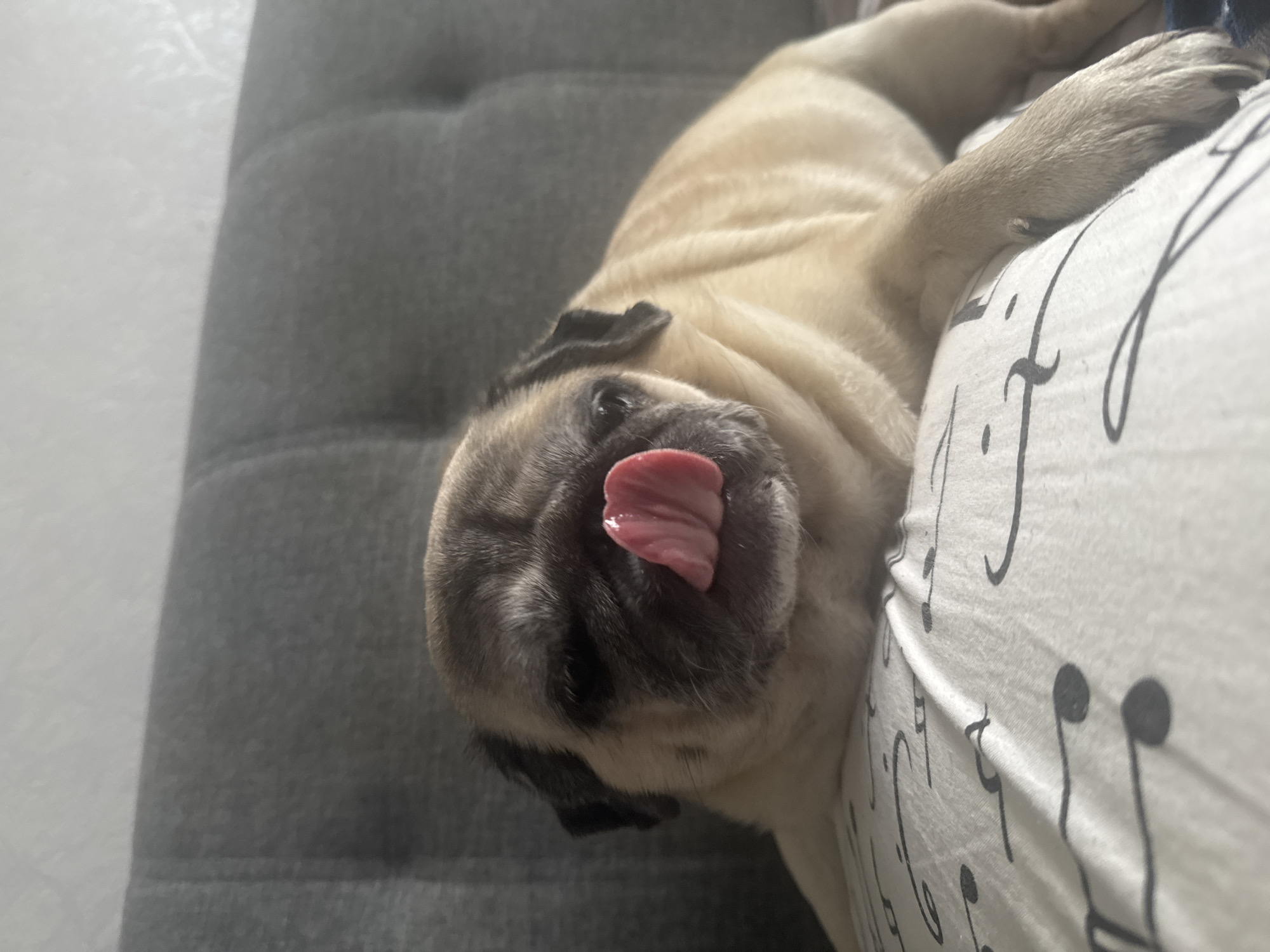 A fawn-colored pug dog is shown from the chest up, lying on a pillow with a black and white musical note pattern. The dog's tongue is sticking out, extended and curved to the right side of its face. The dog's eyes are partially closed, and its ears are black and droopy. Behind the dog, a gray tufted headboard is visible. The lighting is soft and natural, casting a gentle glow on the dog's fur. The background is out of focus, directing the viewer's attention to the dog.
