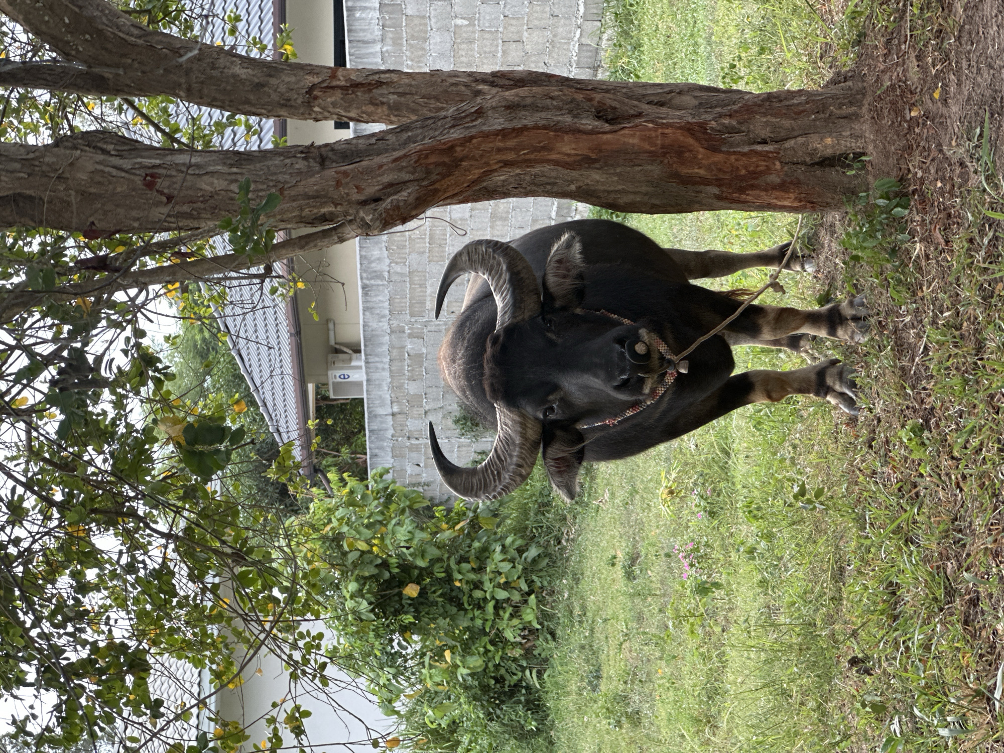 A full body, eye-level, portrait orientation shot shows a black water buffalo standing in a grassy yard in front of a tree. The buffalo is facing the camera and has large, curved horns. A red and white rope is around the buffalo's neck. The buffalo is tied by a rope to the tree. The tree is to the right of the buffalo and has a rough, brown trunk. In the background, there is a white house with a gray roof, a white brick wall, and green bushes. The scene is outdoors and appears to be in a rural or suburban area. The image was taken in Ko Samui District, Thailand.