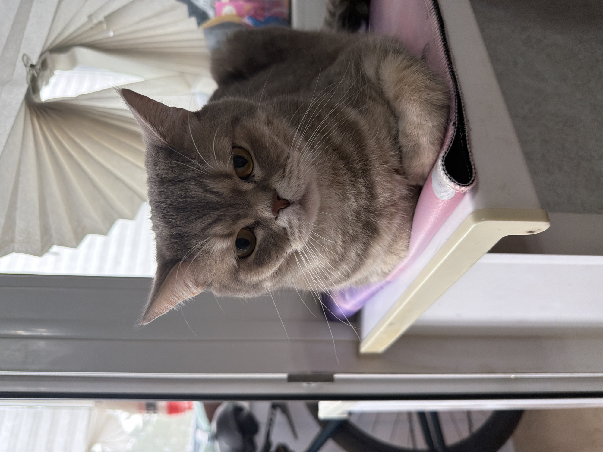 A British Shorthair cat, with grey fur and yellow eyes, is sitting on a pink mat with white polka dots. The cat is looking directly at the camera with a neutral expression. The cat is positioned on a white ledge in front of a window with white pleated blinds. In the background, a bicycle is visible through the window. The scene appears to be indoors, in a residential setting. The photo was taken in Chaikovsky, Russia.