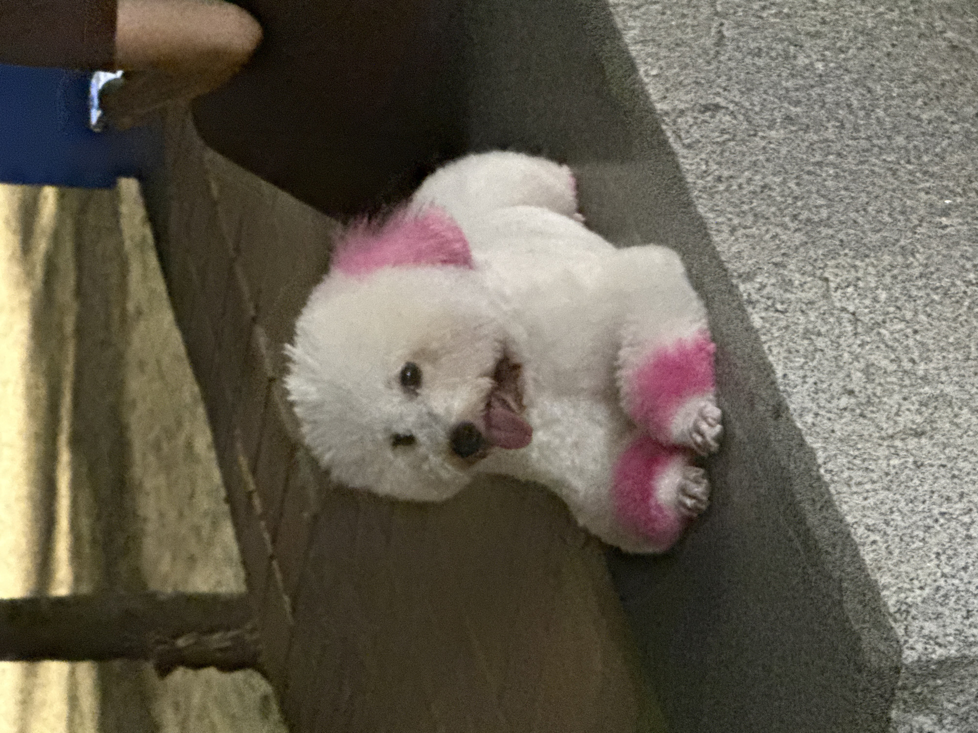 A small, white Bichon Frise dog with pink-dyed ears and paws is resting on a grey concrete ledge. The dog is lying on its side with its tongue slightly protruding. The ledge is adjacent to a textured wall, possibly part of a building or structure. The setting is outdoors and likely in an urban area. The exact location in Đà Nẵng, Vietnam is not identifiable from the image.