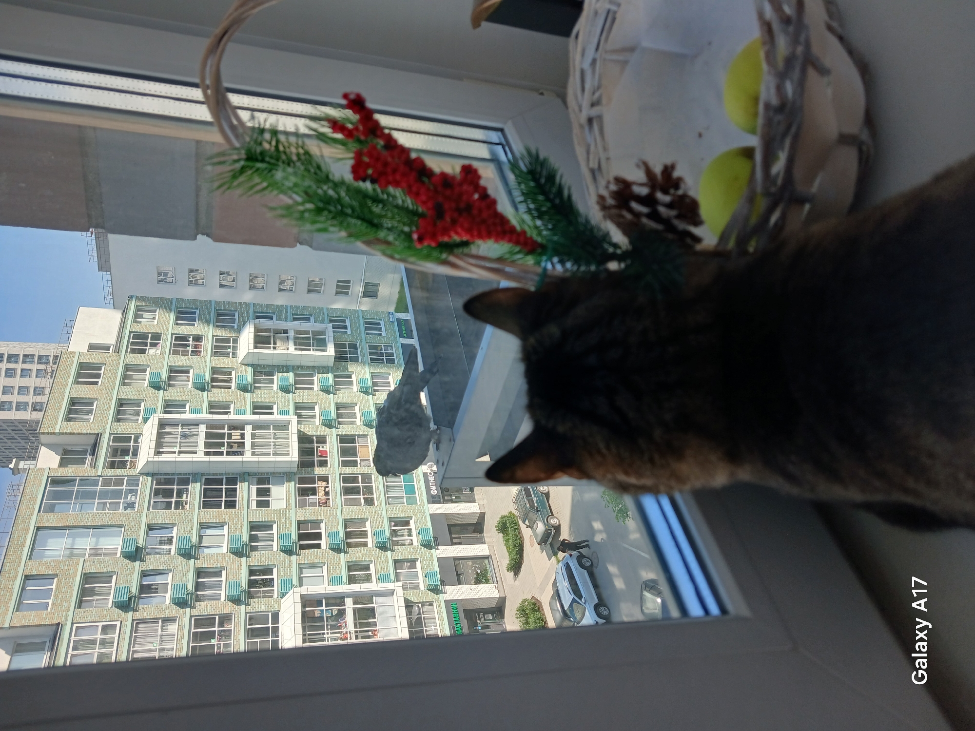 A cat looks out a window overlooking a residential area in Yekaterinburg, Russia. The view features a light green apartment building across the street, with people visible in the courtyard and a parking area with several cars. A gray dove sits on the outer sill of the window, just beyond the cat's head. Inside the window is a wicker basket with apples and a decorative pinecone with red berries. The "Galaxy A17" watermark is visible in the bottom right corner of the photo.
