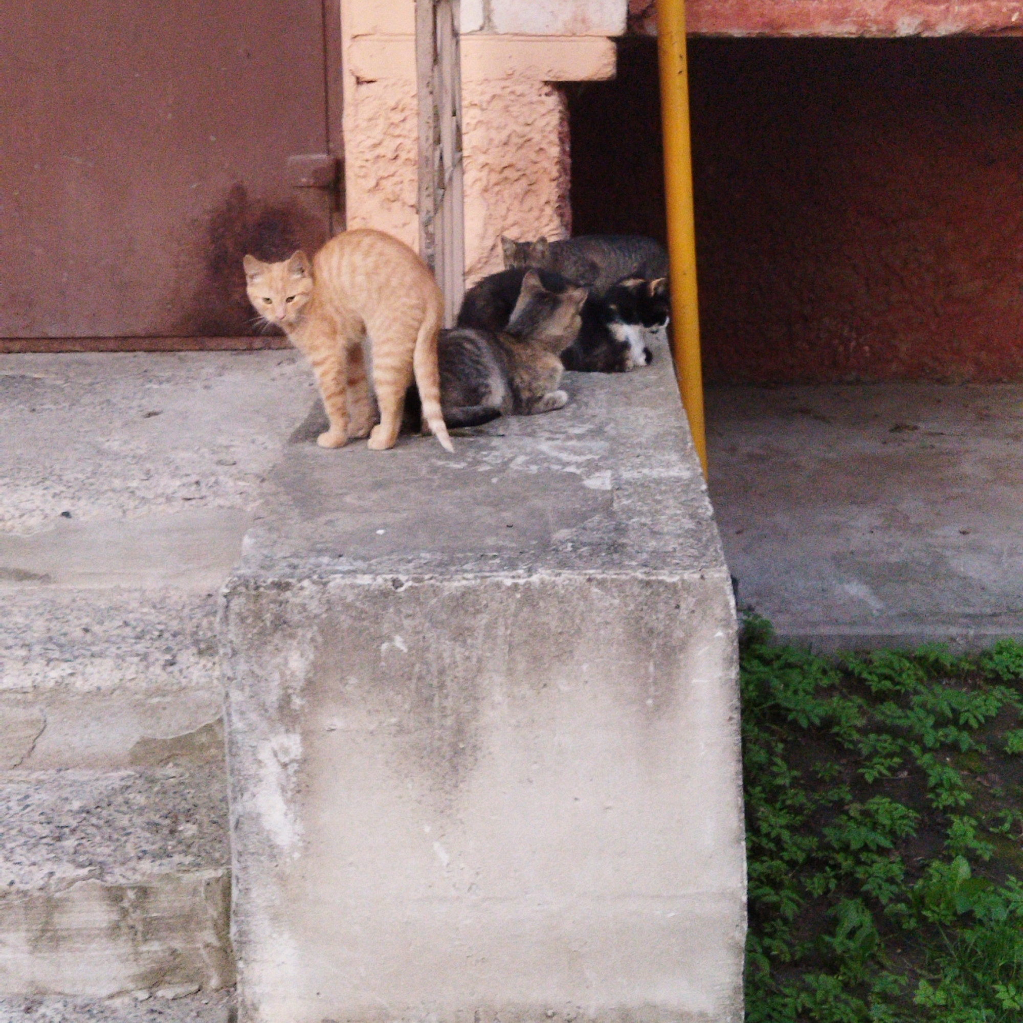 In Polatsk, Belarus, a group of cats is gathered on a concrete ledge in front of a weathered, reddish-brown door. An orange tabby cat stands facing left, with its back arched and tail raised. To its right, three other cats are clustered together. One is a tabby, curled up and resting, with its head tucked. Another appears to be a darker tabby or possibly black and white, with white markings on its face and chest, also resting. A third cat, mostly obscured, is behind the tabby. The concrete ledge shows signs of wear and discoloration. Behind the cats, a textured, light-colored brick wall is visible, and a yellow pole stands to the right of the scene. A patch of green vegetation is present at the bottom right of the image.