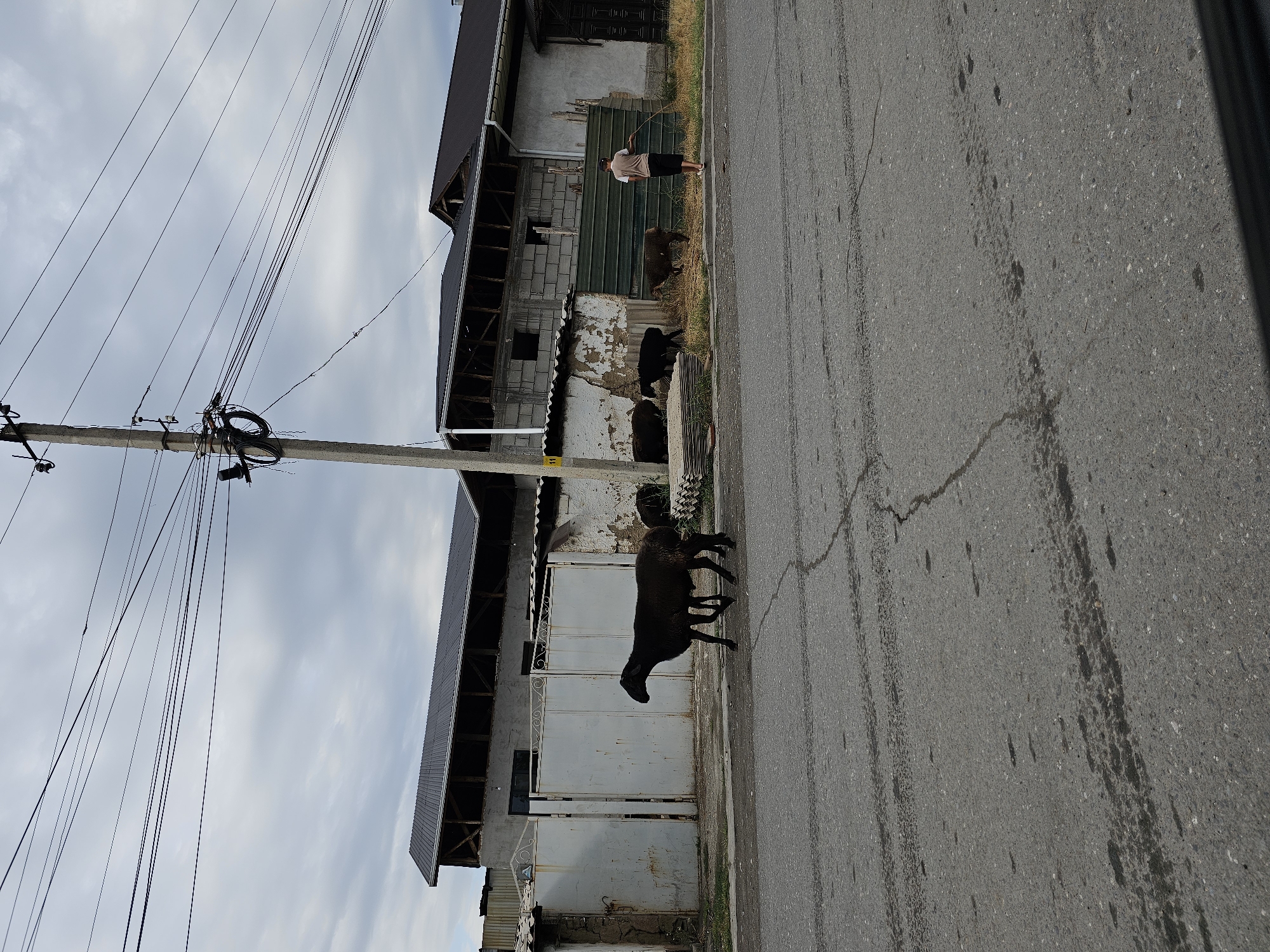 In the city of Özgön, Kyrgyzstan, a street scene unfolds under an overcast sky. A concrete utility pole, laden with numerous electrical wires, stands prominently on the right side of the frame. In the foreground, a grey asphalt road shows tire marks and cracks. Along the side of the road, a group of dark-colored sheep are visible. One sheep is walking across the road from left to right. Further back, near a weathered fence and a building with a dark, sloped roof, several more sheep are grazing. A person, wearing a light-colored t-shirt, dark shorts, and a cap, stands on the right side of the scene, holding a stick and appearing to tend to the sheep. The buildings in the background are constructed with concrete blocks and have corrugated metal roofs. A large metal gate is visible on the left side of the frame. The overall impression is one of a rural or semi-urban environment in Kyrgyzstan.
