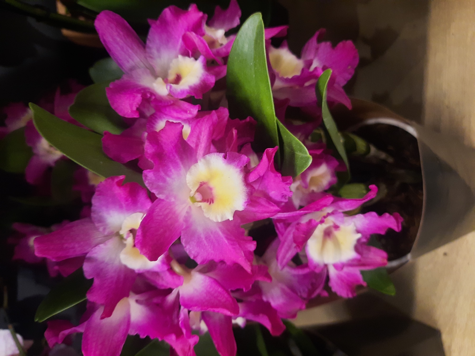 The image shows a close-up of several bright pink and white orchids in bloom, with green leaves visible. The orchids are clustered together, with some flowers appearing more open than others, revealing yellow centers. They are planted in a dark-colored pot, which is placed on a light-colored, textured surface that appears to be wood. The background is dark and blurred, suggesting an indoor setting. There are no people visible in the image, and no specific location in Rosenheim, Germany, can be identified from the visual information provided.